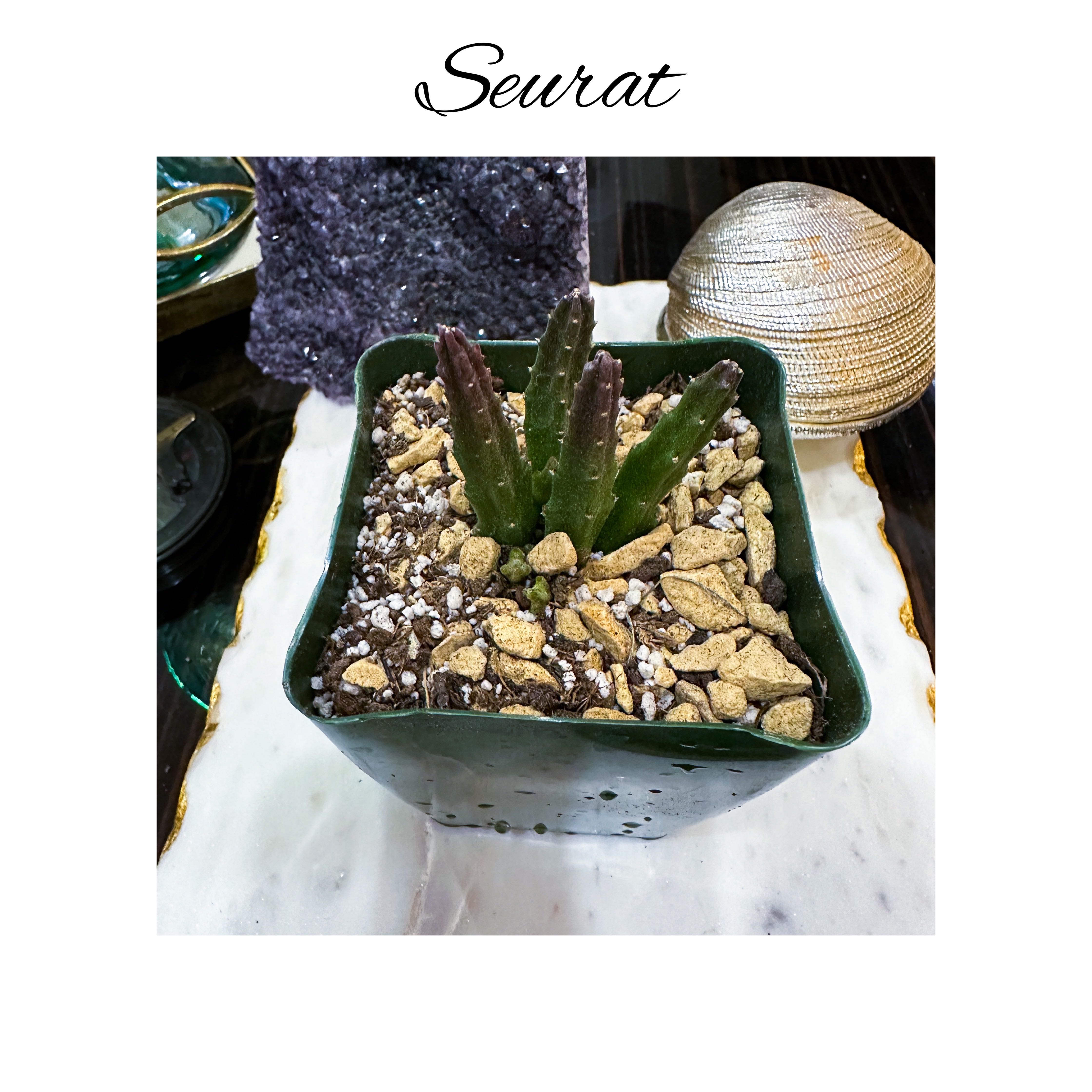 Photo of the plant species Small Starfish Flower by @AnthuriumQueen named Cactus - Seurat -Stapelia Scitula on Greg, the plant care app