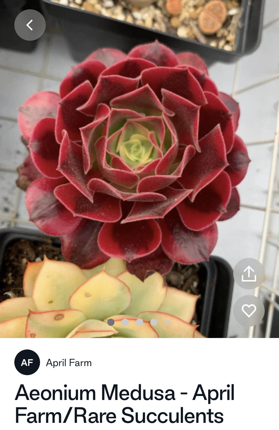 Photo from the post