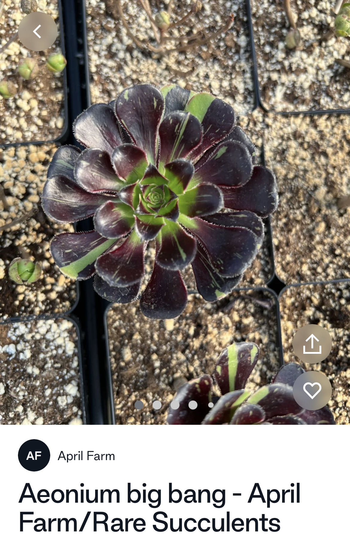 Photo from the post
