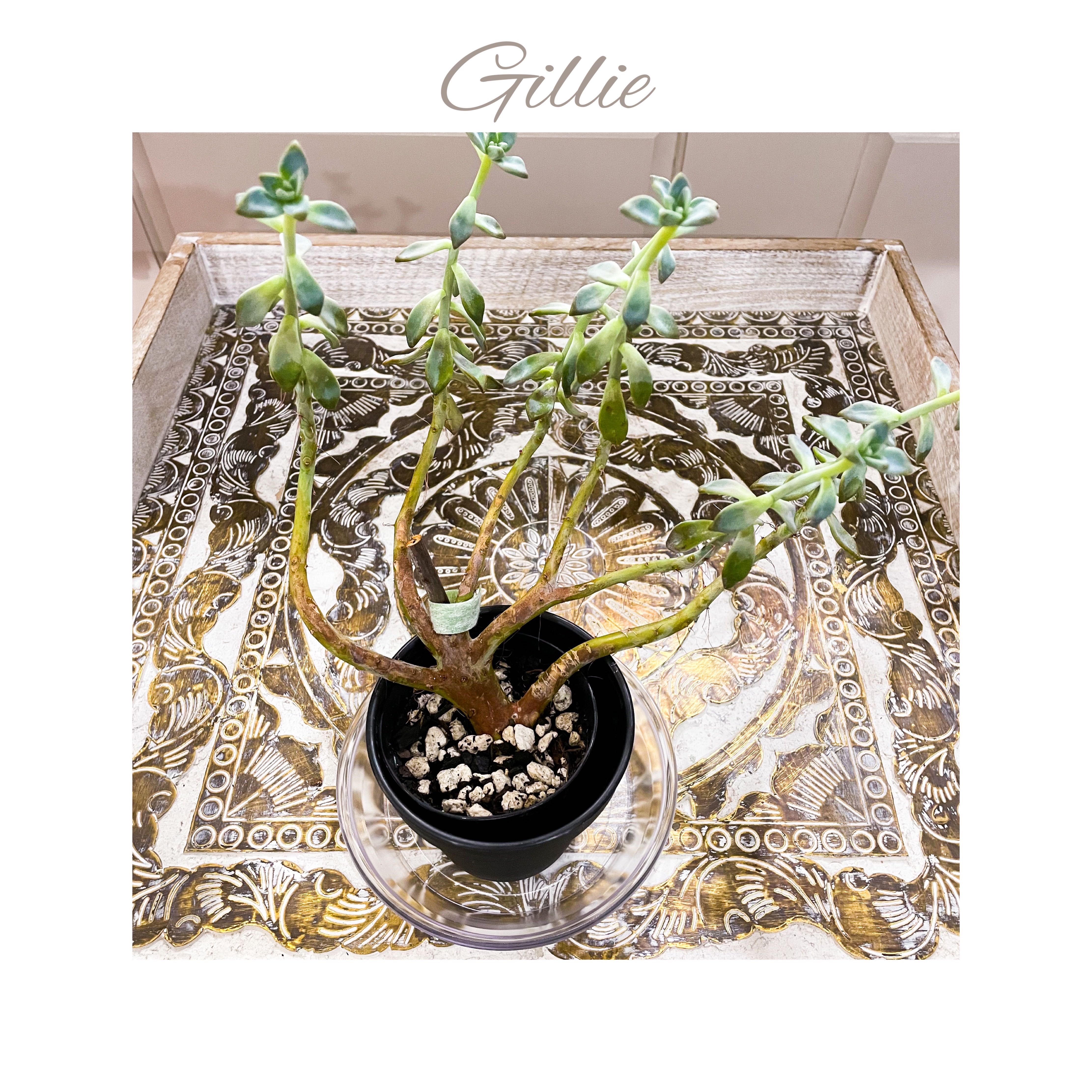 Photo of the plant species Crested Ghost Plant by @AnthuriumQueen named Graptosedum  Cristata - Gillie on Greg, the plant care app