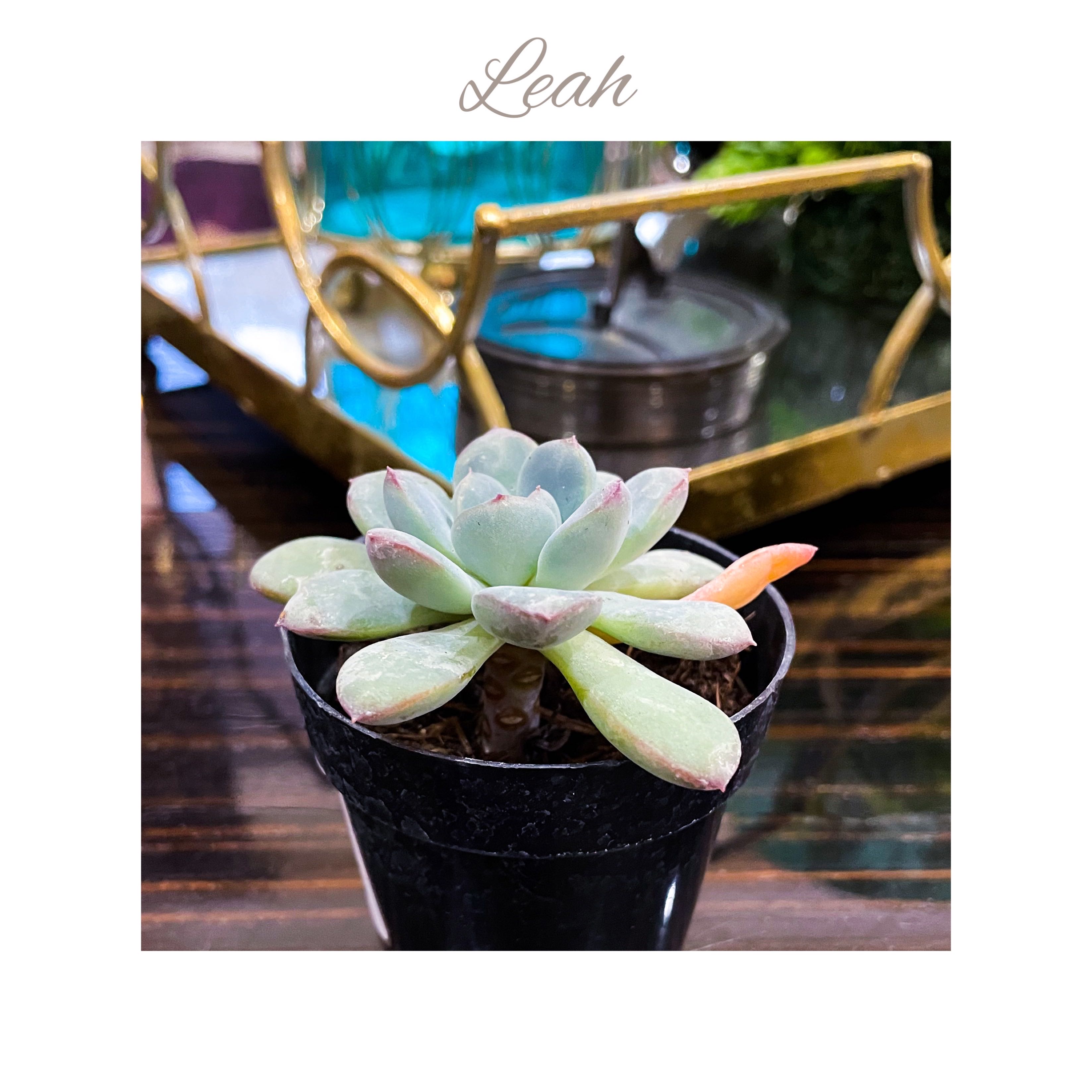 Pachyveria  - Leah