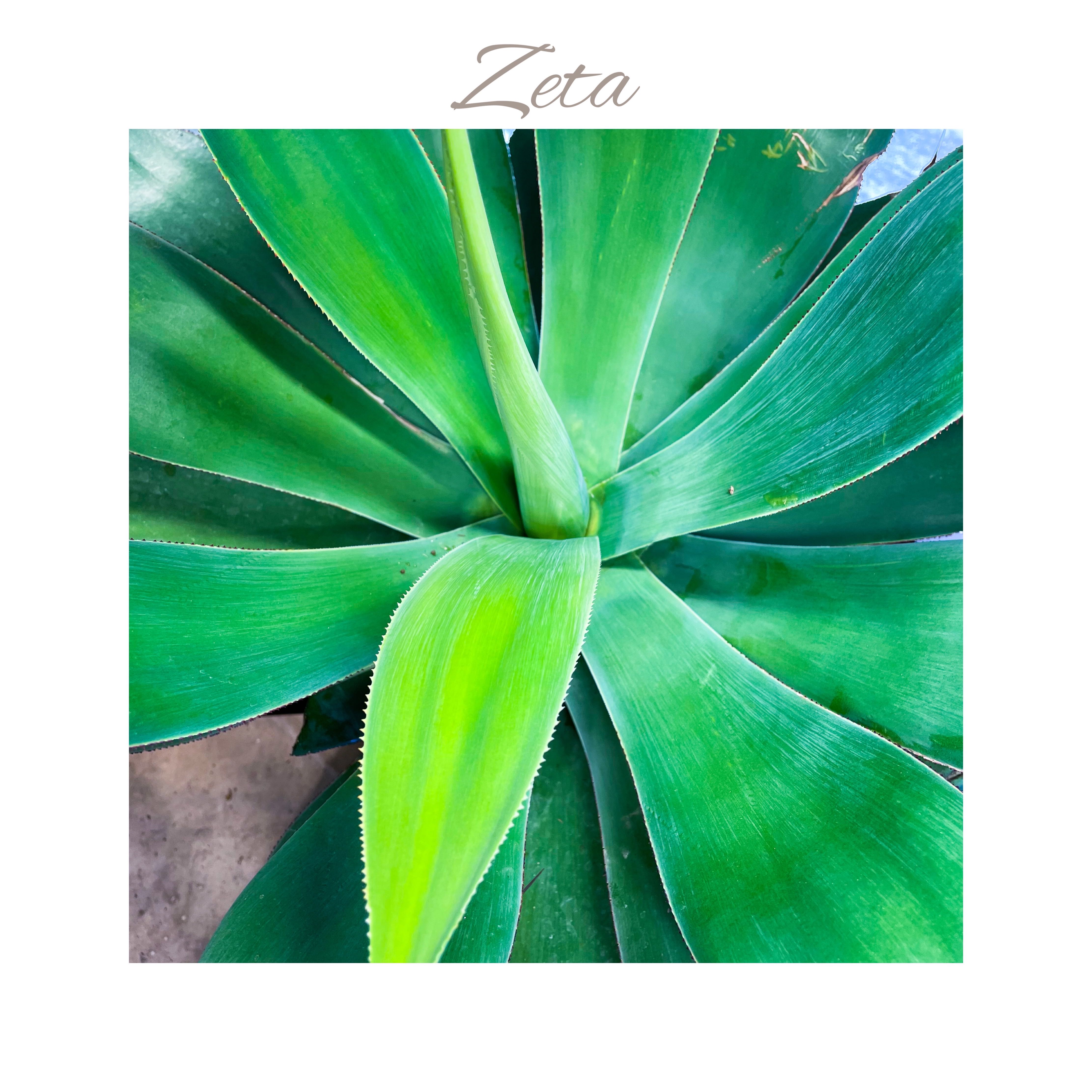 Photo of the plant species Agave 'Blue Flame' by @AnthuriumQueen named Agave - Zeta on Greg, the plant care app