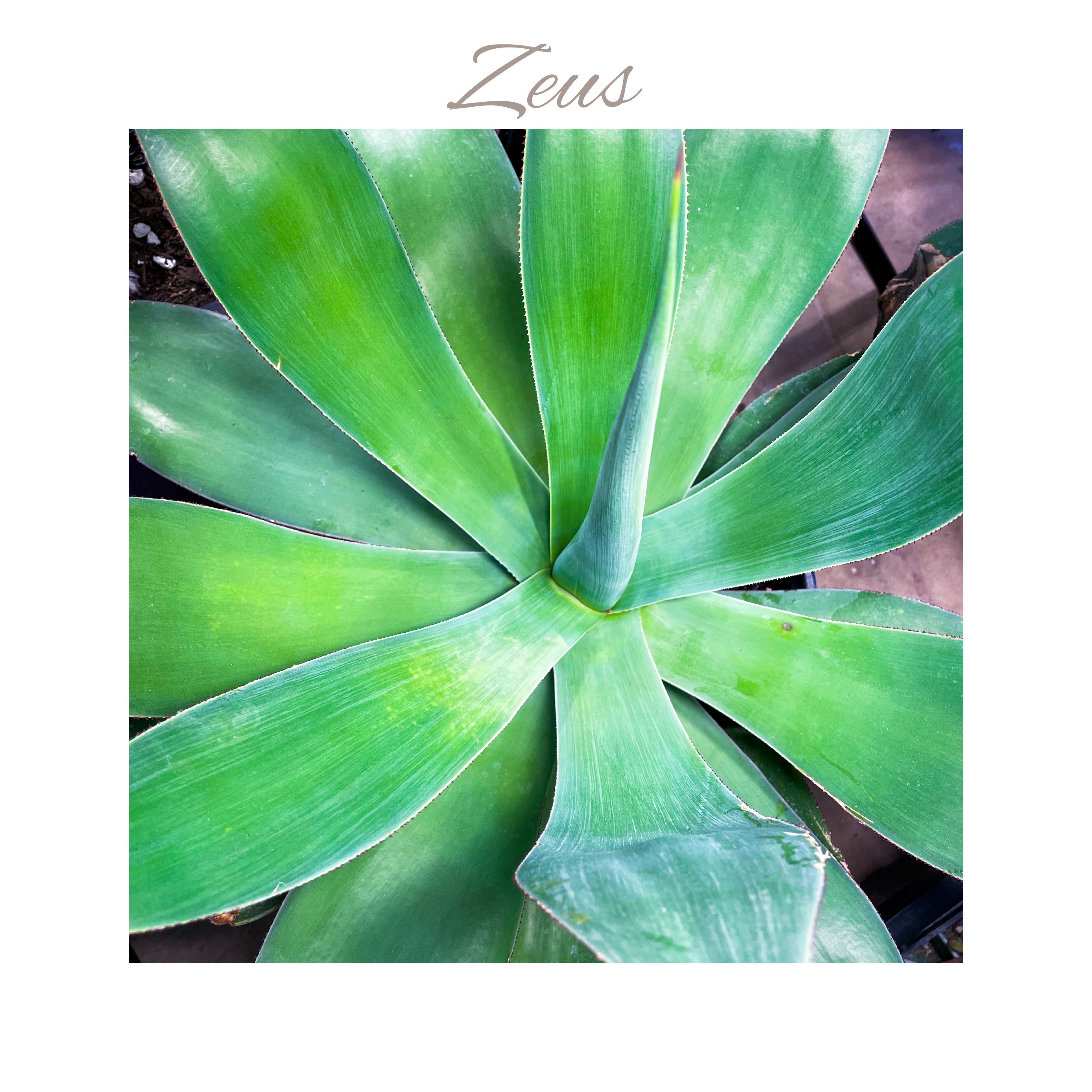 Photo of the plant species Agave 'Blue Flame' by @AnthuriumQueen named Agave - Zeus on Greg, the plant care app
