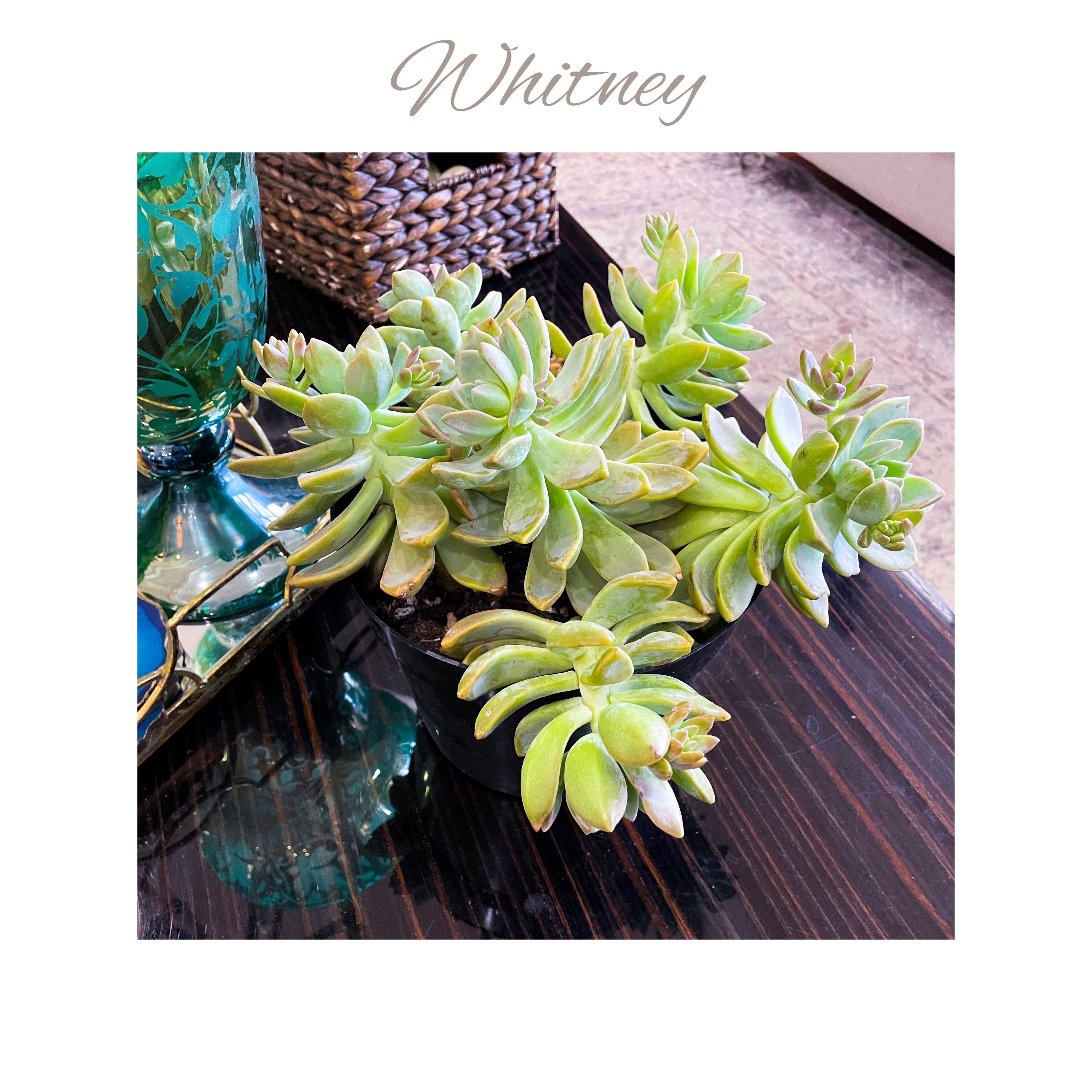Graptopetalum - Whitney