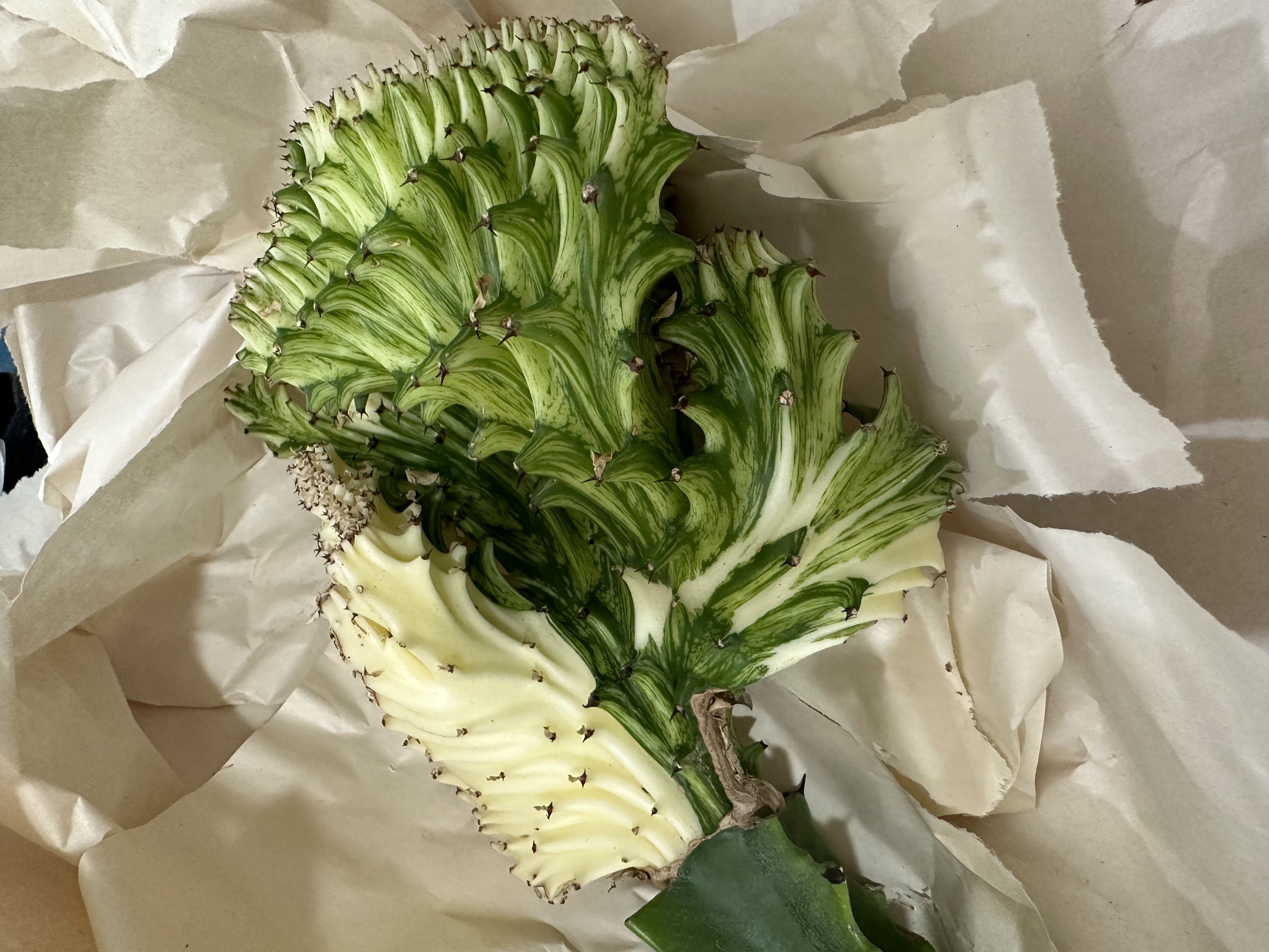 Photo from the post