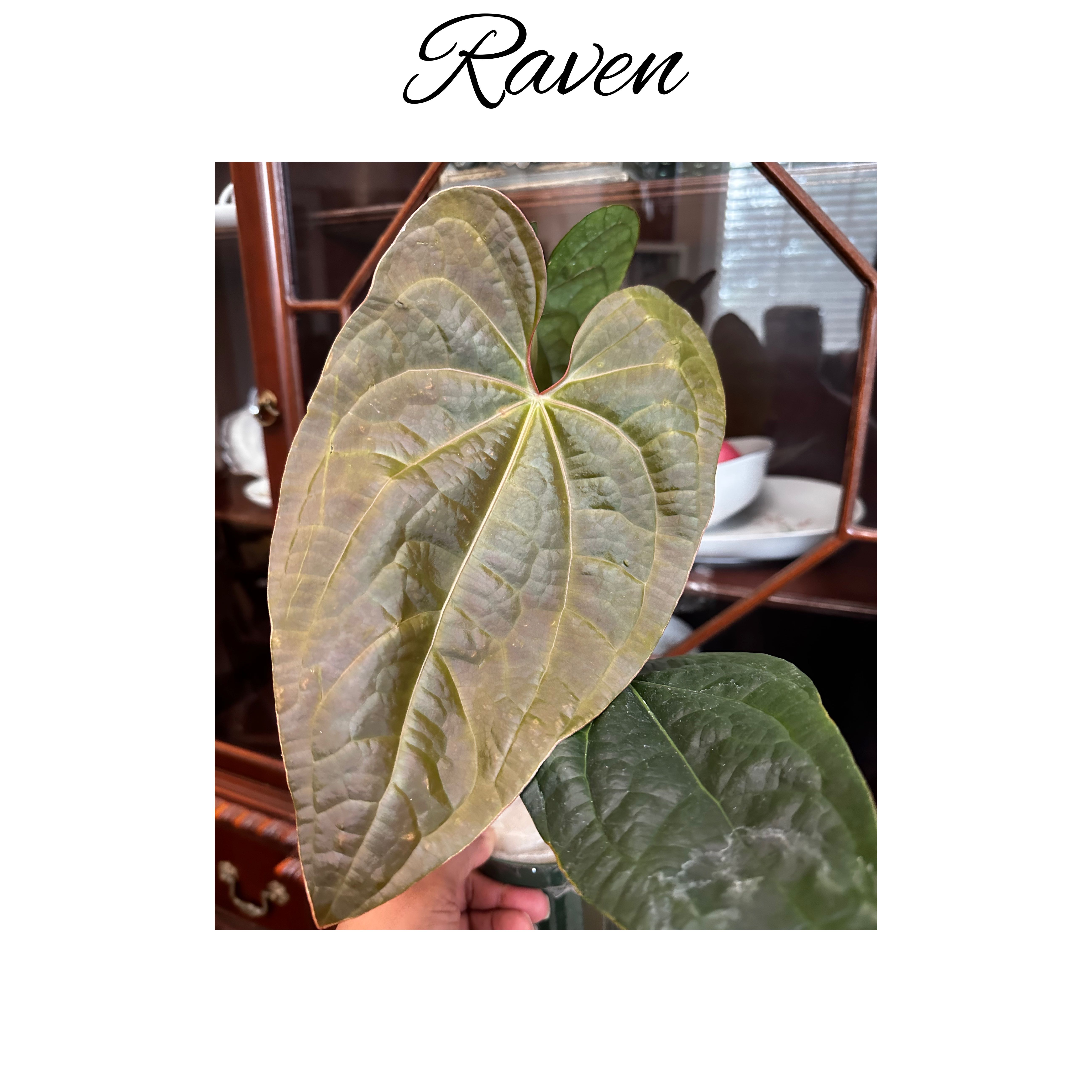 Photo of the plant species Raven Soul Anthurium by @AnthuriumQueen named Anthurium Raven Soul - Raven on Greg, the plant care app