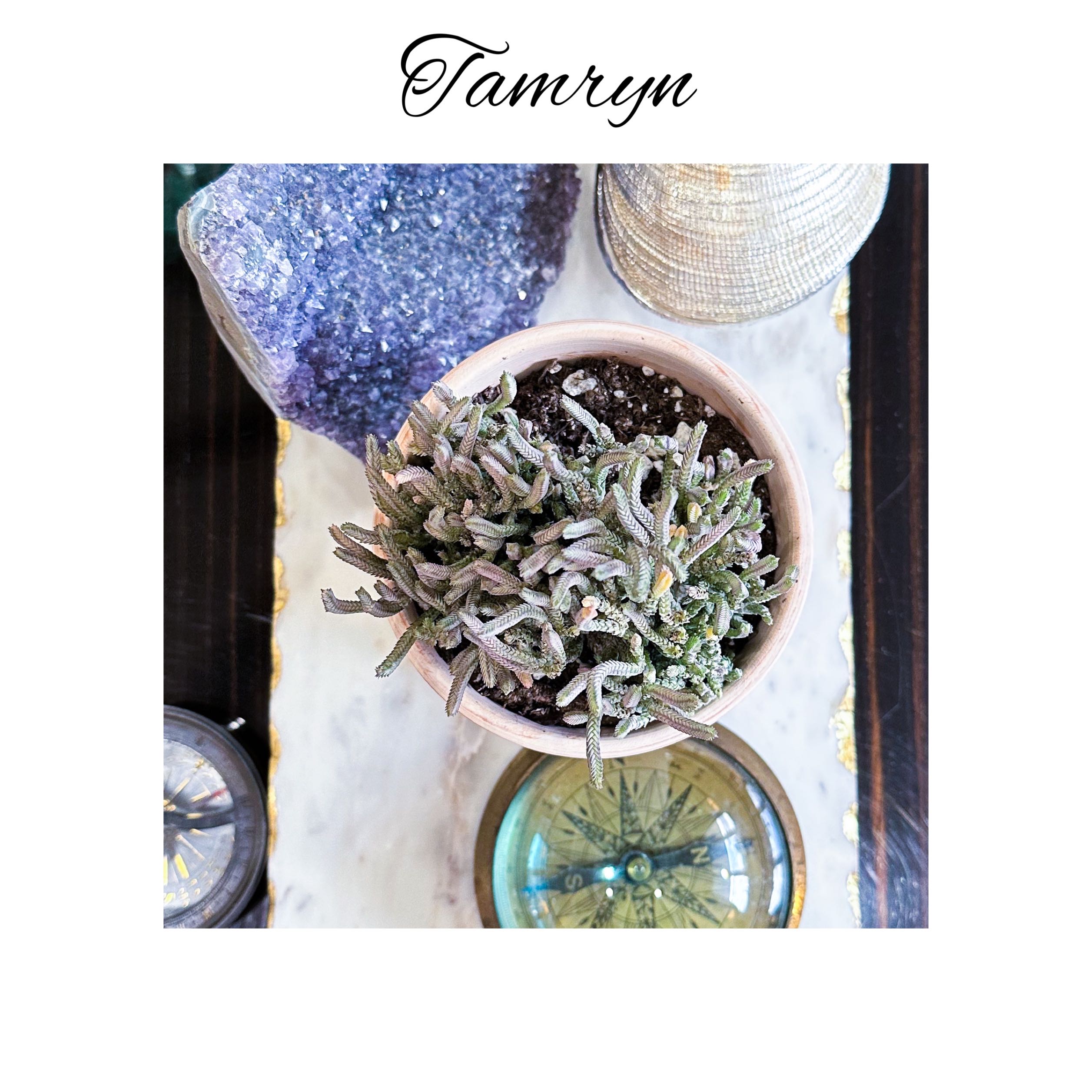 Photo of the plant species Variegated Watch Chain by @AnthuriumQueen named Crassula Muscosa Variegata - Tamryn on Greg, the plant care app