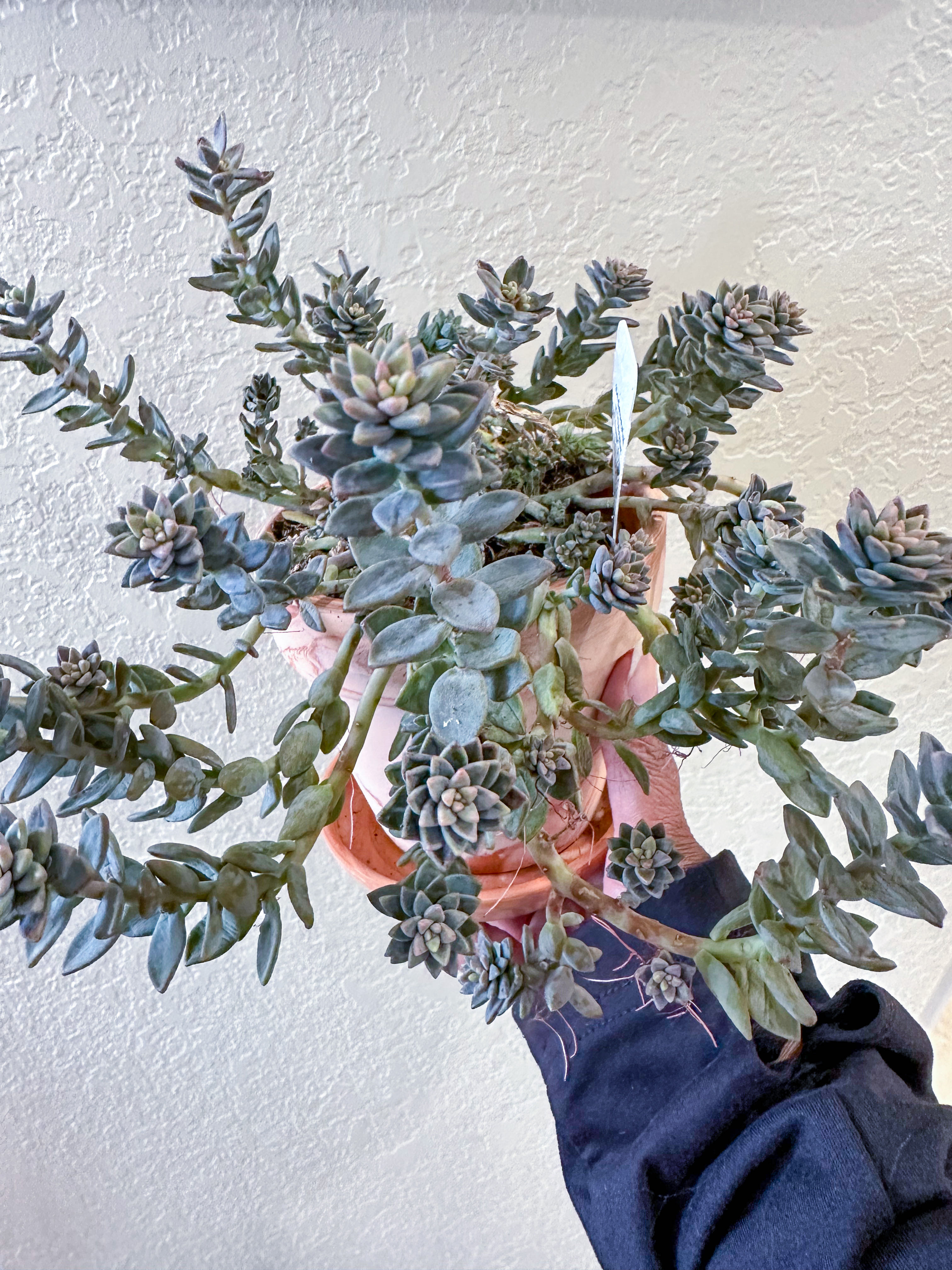 Meet Hasaan, my revived plant