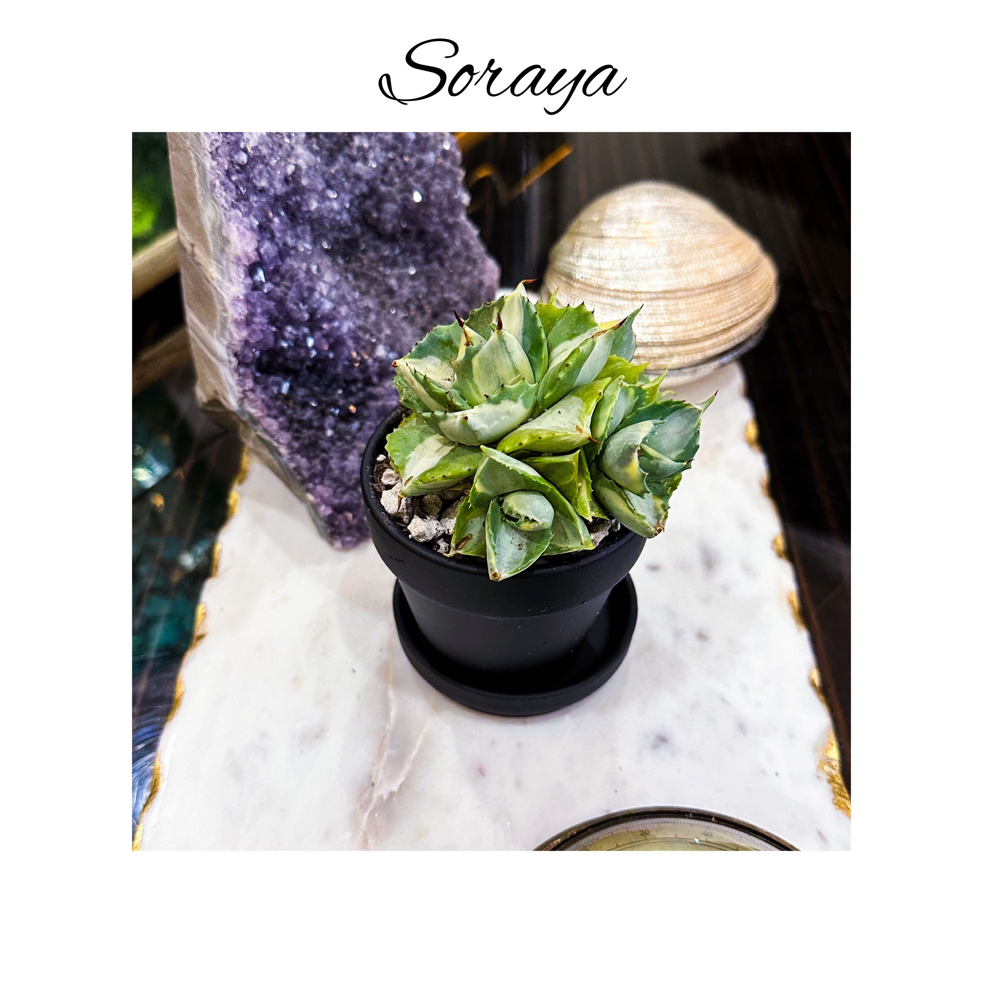 Photo of the plant species Variegated Dwarf Butterfly Agave by @AnthuriumQueen named Agave Dwarf Ismenthis Variegata - Soraya on Greg, the plant care app