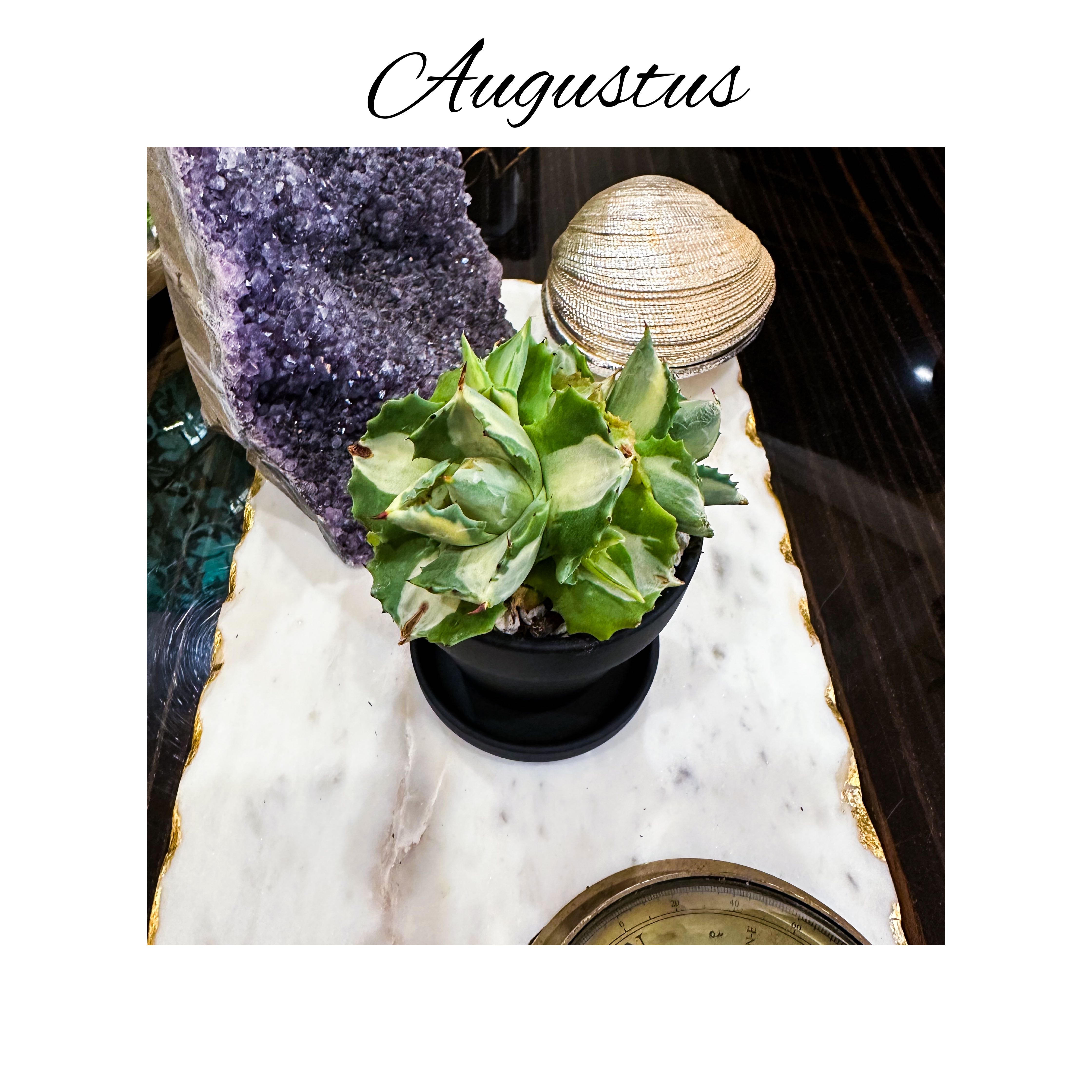 Photo of the plant species Variegated Dwarf Butterfly Agave by @AnthuriumQueen named Agave Ismenthis Variegata - Augustus on Greg, the plant care app