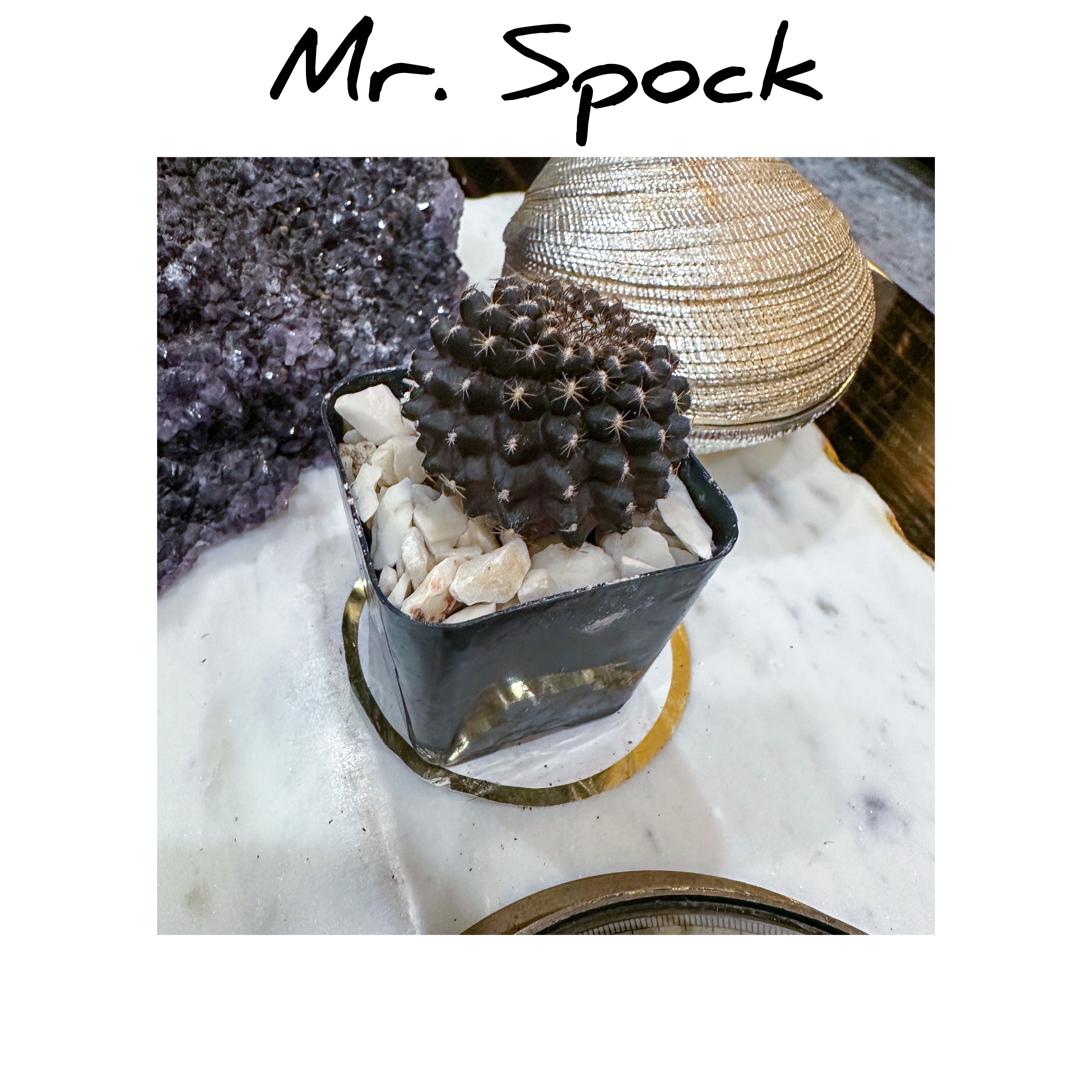 Photo of the plant species Copiapoa humilis 'Tenuissima' by @AnthuriumQueen named Cactus - Mr. Spock on Greg, the plant care app