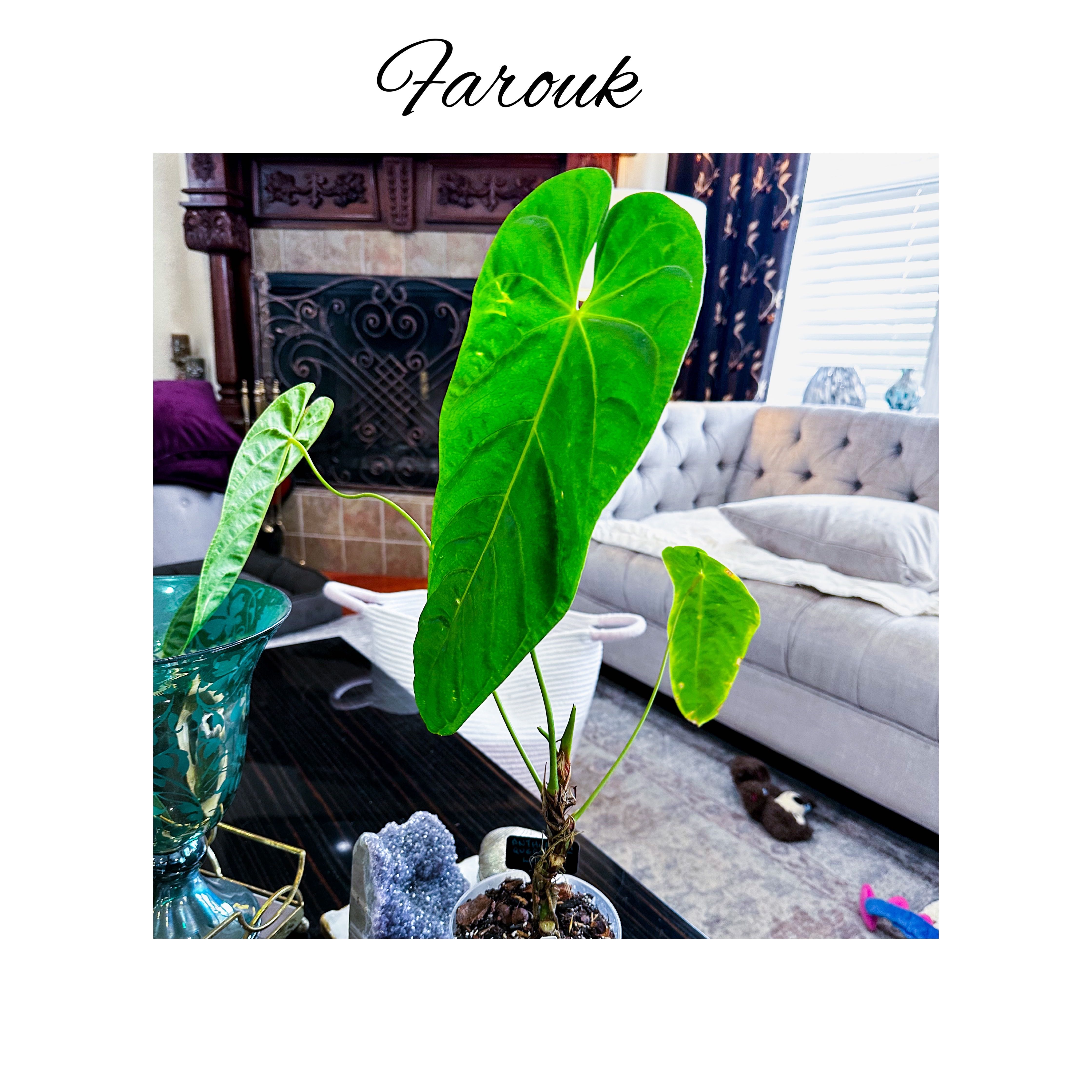 Photo of the plant species Anthurium queremalense by @AnthuriumQueen named Anthurium - Farouk Queremalense on Greg, the plant care app
