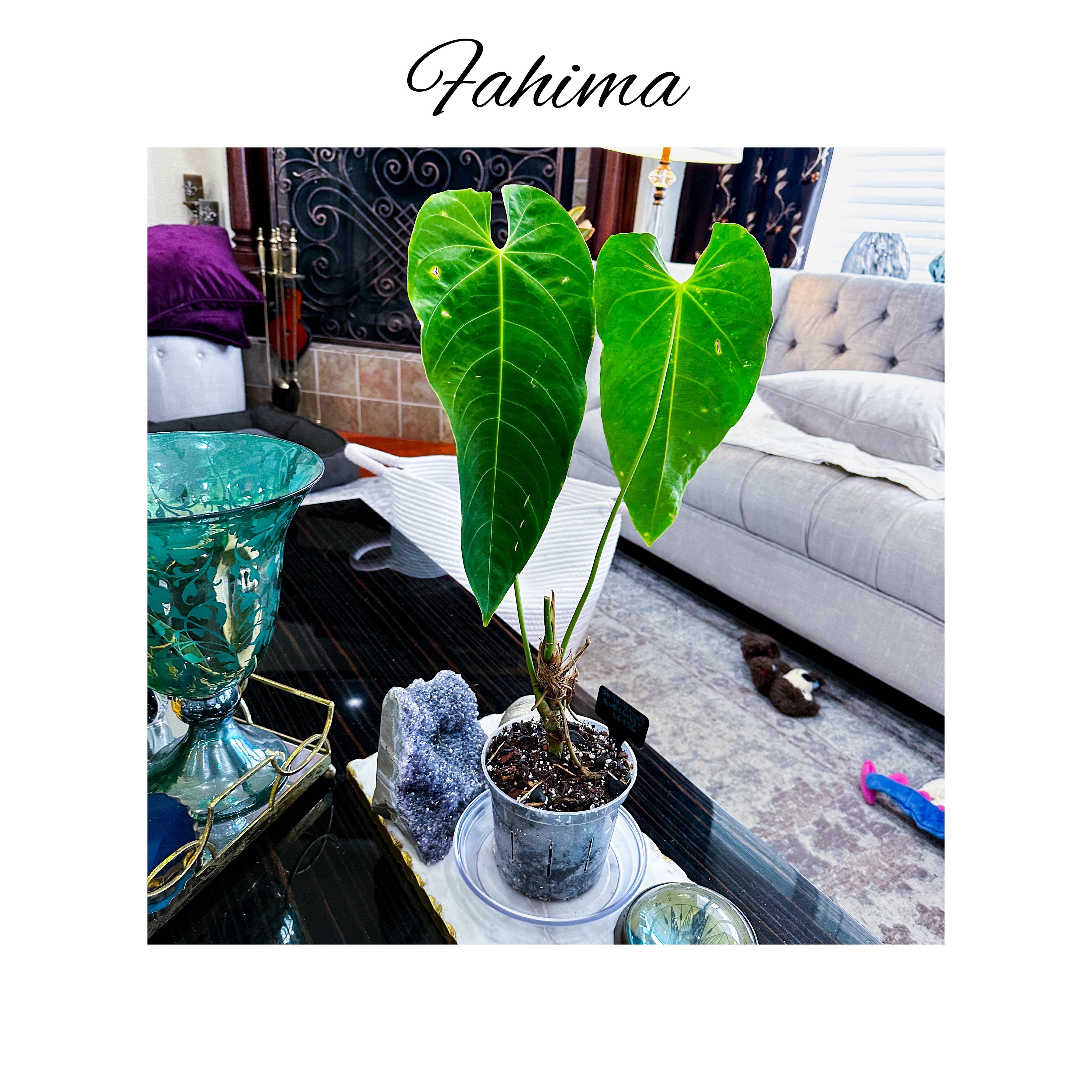 Photo of the plant species Anthurium queremalense by @AnthuriumQueen named Anthurium - Fahíma [Fah-ee-mah] on Greg, the plant care app