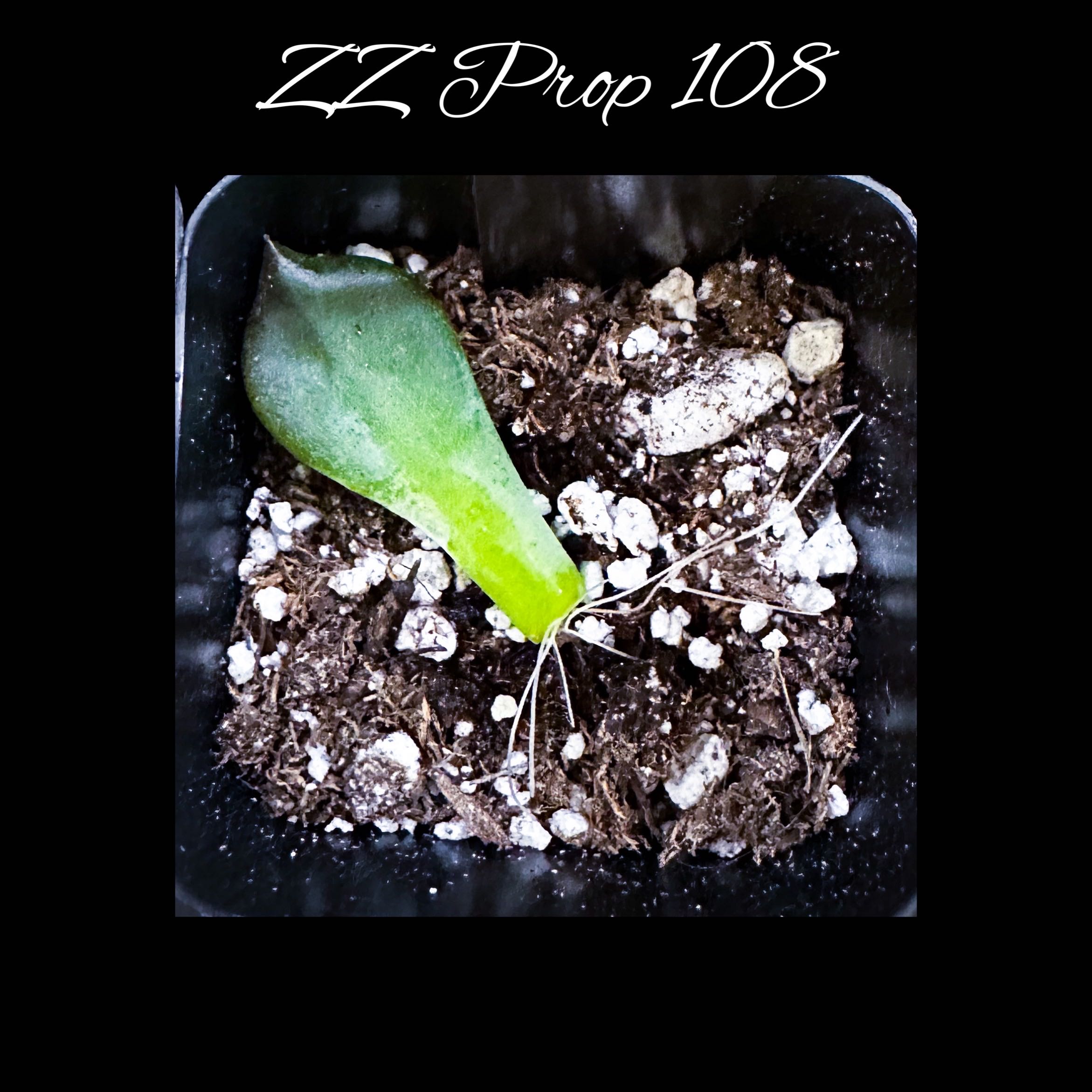 Photo of the plant species Echeveria 'Dark Elf' by @AnthuriumQueen named ZZ - Prop 108 on Greg, the plant care app