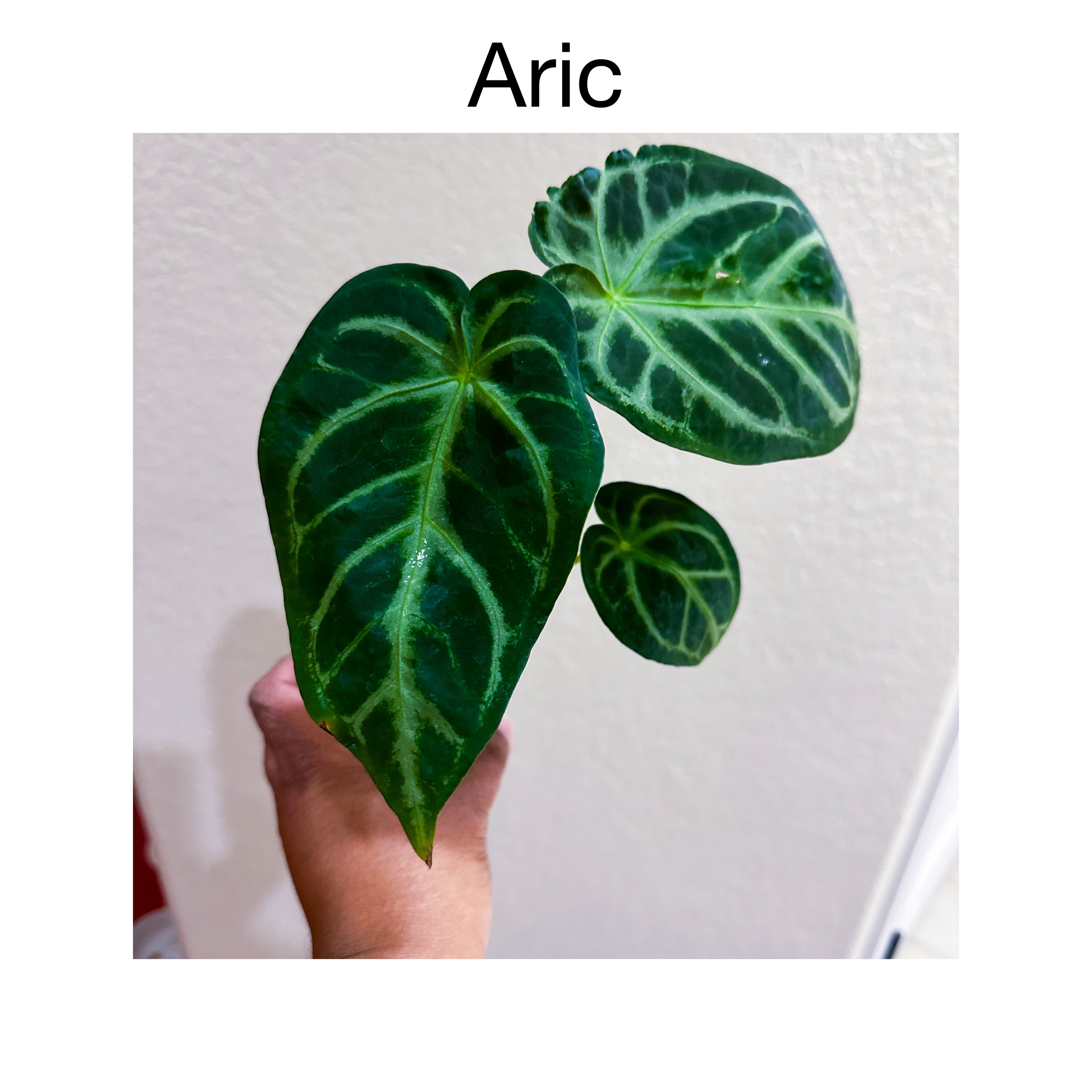 Photo of the plant species Anthurium Magnificum x Silver Blush by @AnthuriumQueen named Anthurium - Aric on Greg, the plant care app