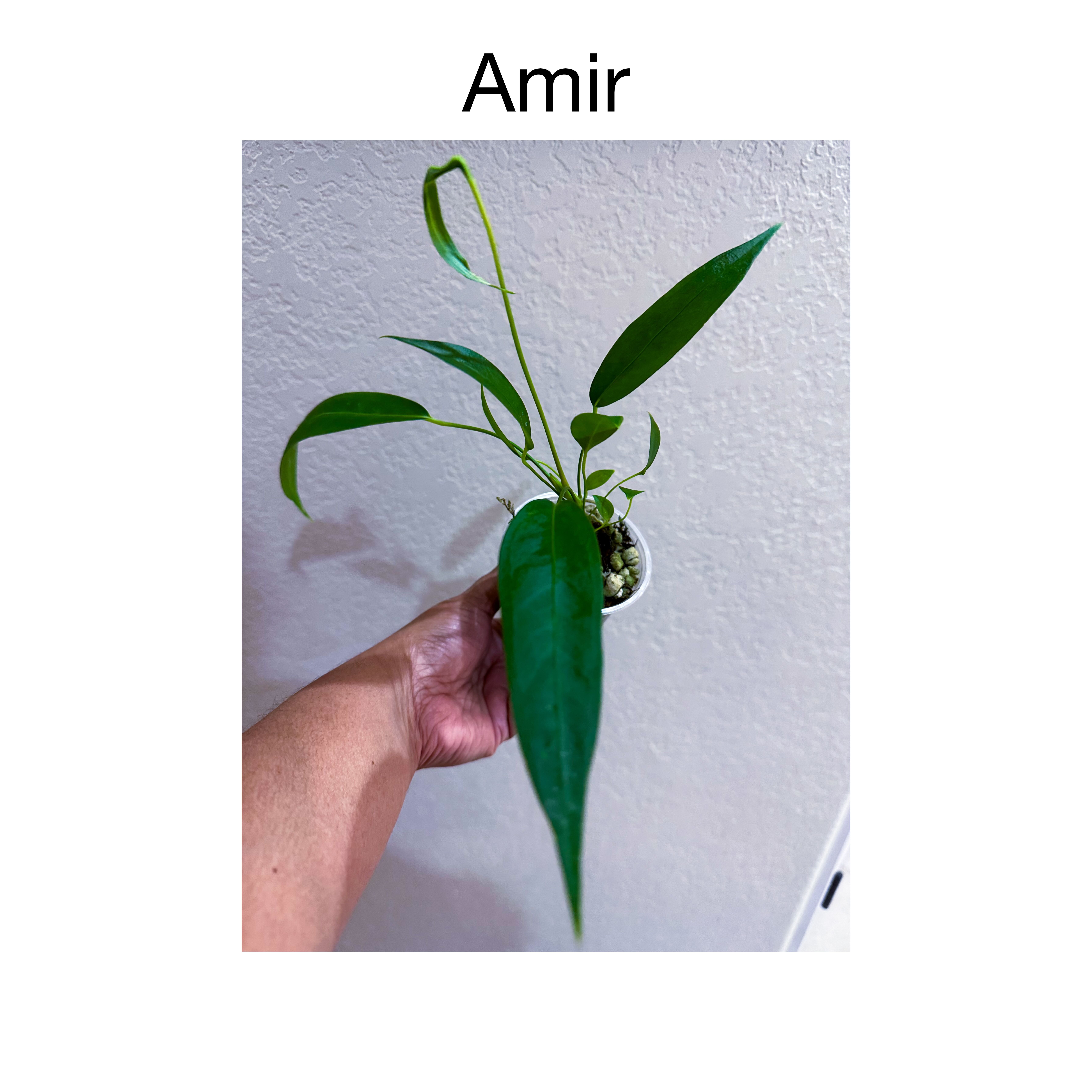 Photo of the plant species Anthurium Wendlingeri by @AnthuriumQueen named Anthurium - Amir on Greg, the plant care app