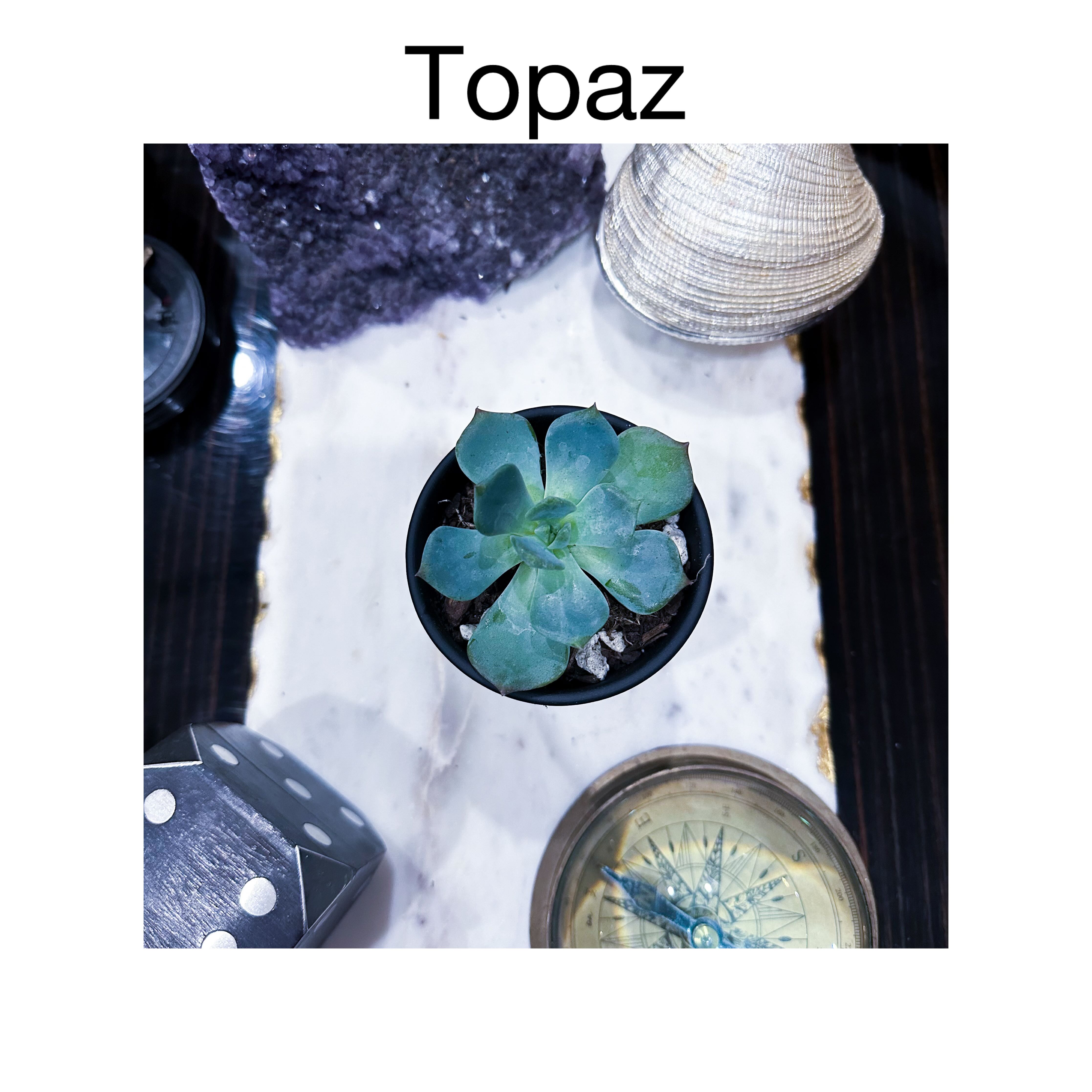 Photo of the plant species Echeveria Blue Topaz by @AnthuriumQueen named Echeveria - Topaz on Greg, the plant care app
