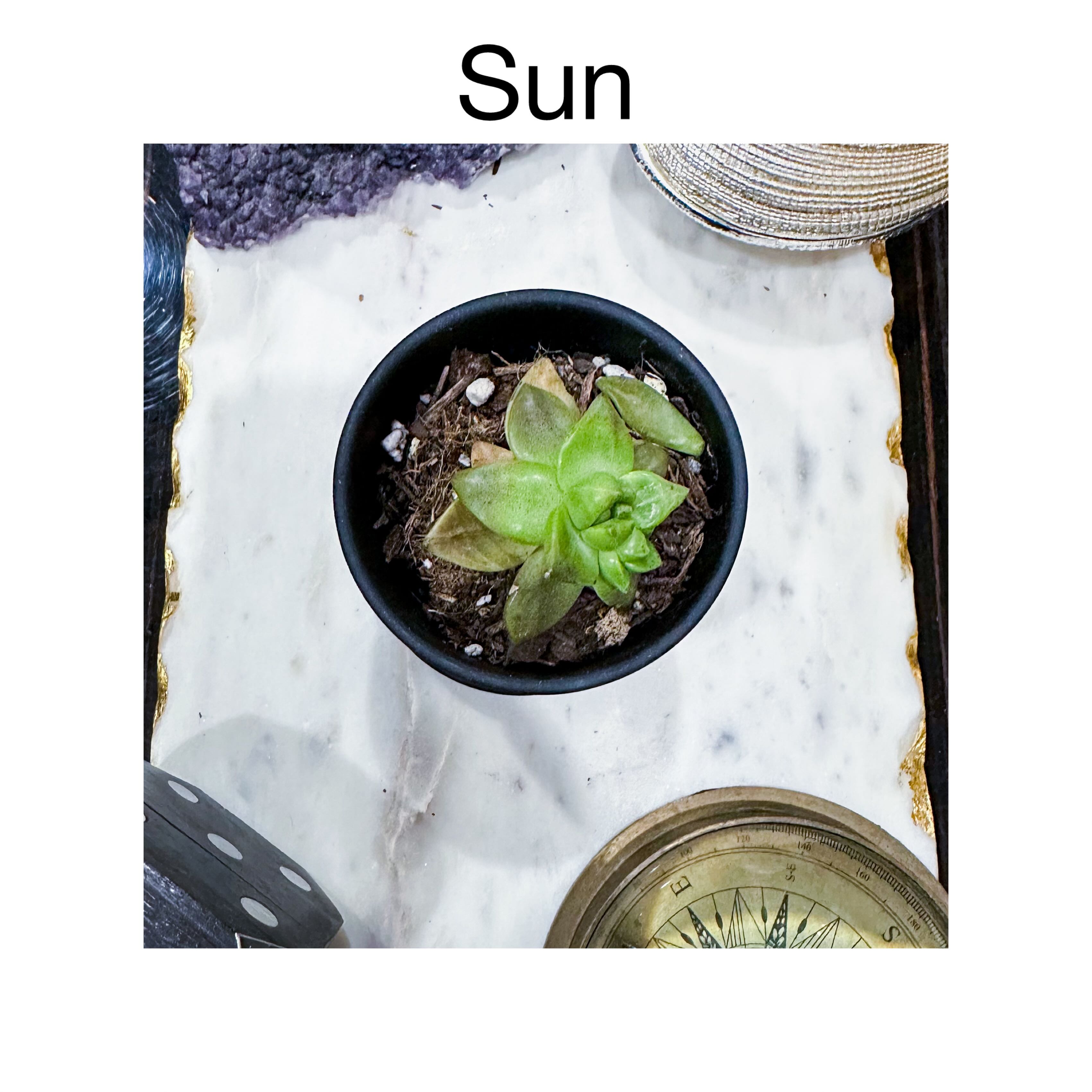 Photo of the plant species Graptosedum 'Sunsplash' by @AnthuriumQueen named Graptosedum - Sun on Greg, the plant care app