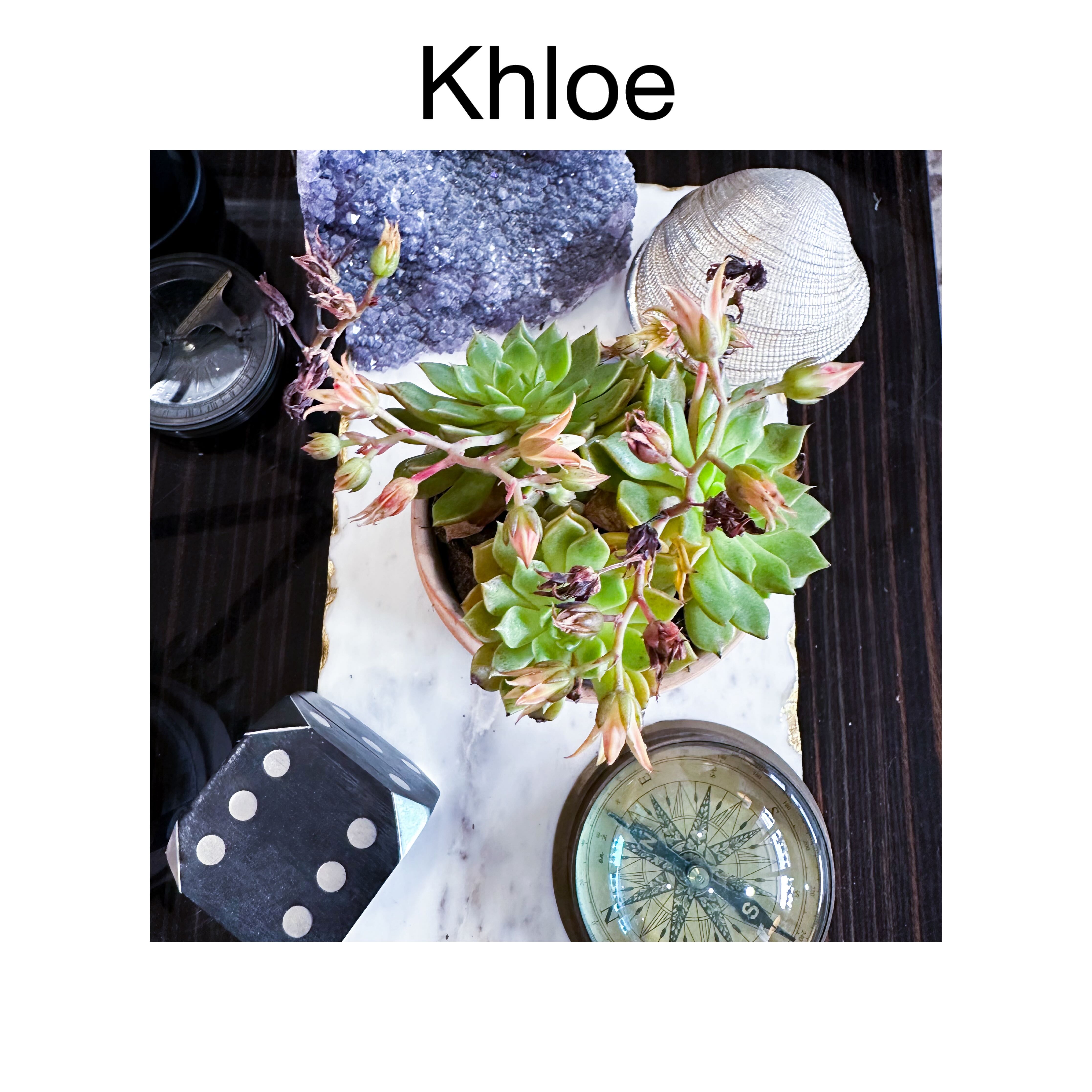 Photo of the plant species Graptoveria Hybrid 'Olivia' by @AnthuriumQueen named Graptoveria Hyb - Khloe on Greg, the plant care app