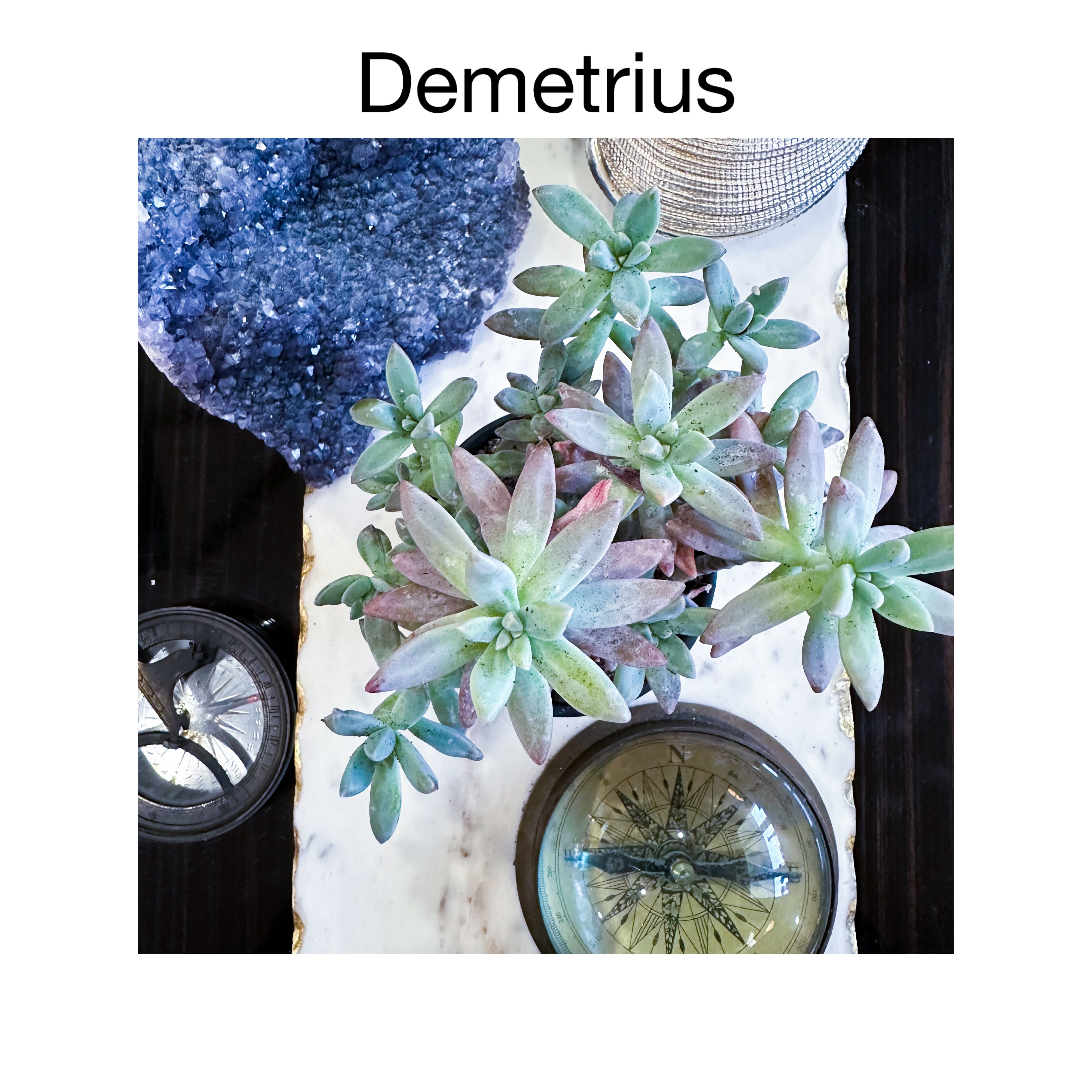 Photo of the plant species Graptosedum by @AnthuriumQueen named Graptosedum Francesco Baldi - Demetrius on Greg, the plant care app