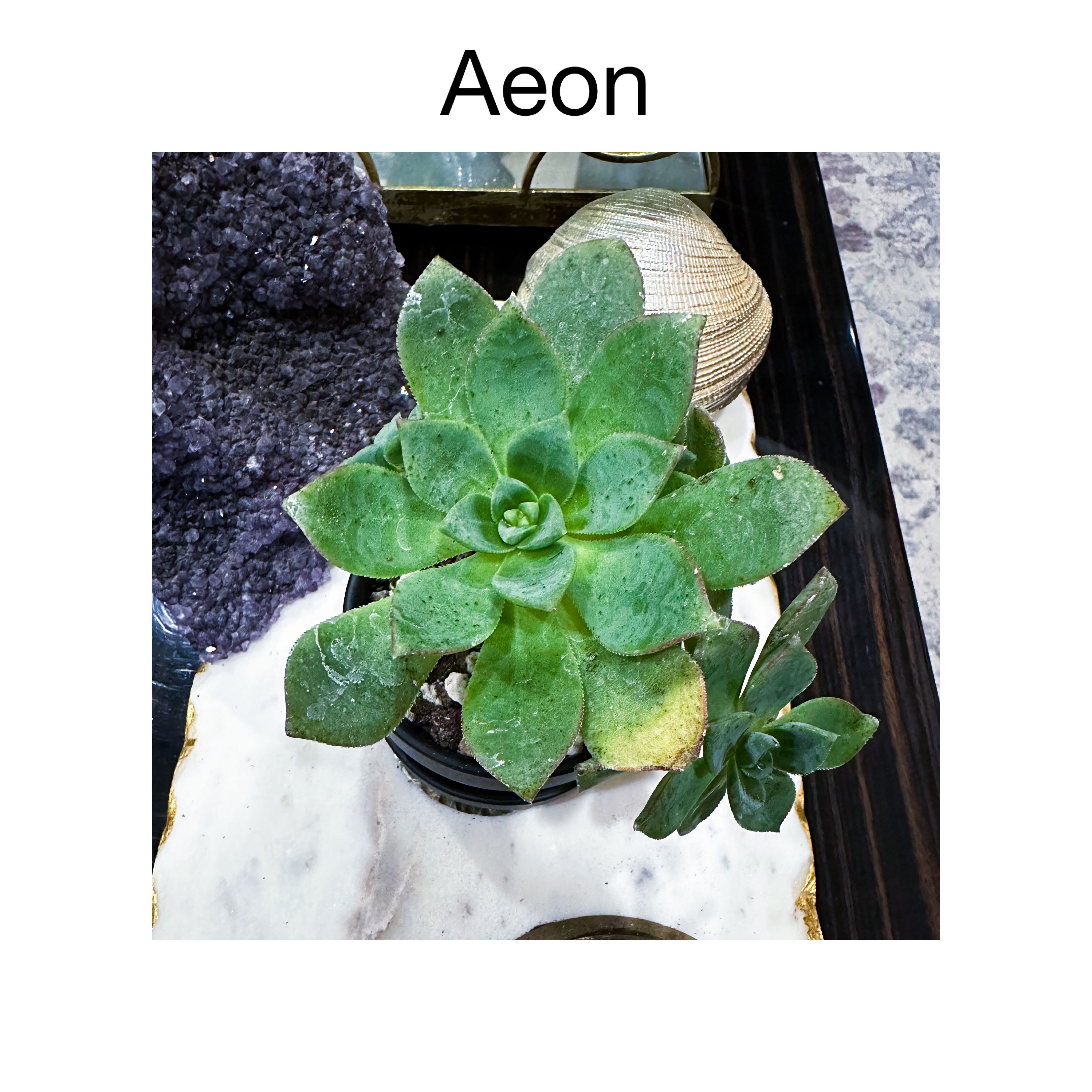 Photo of the plant species Aeonium arboreum 'Green' by @AnthuriumQueen named Aeonium - Aeon on Greg, the plant care app