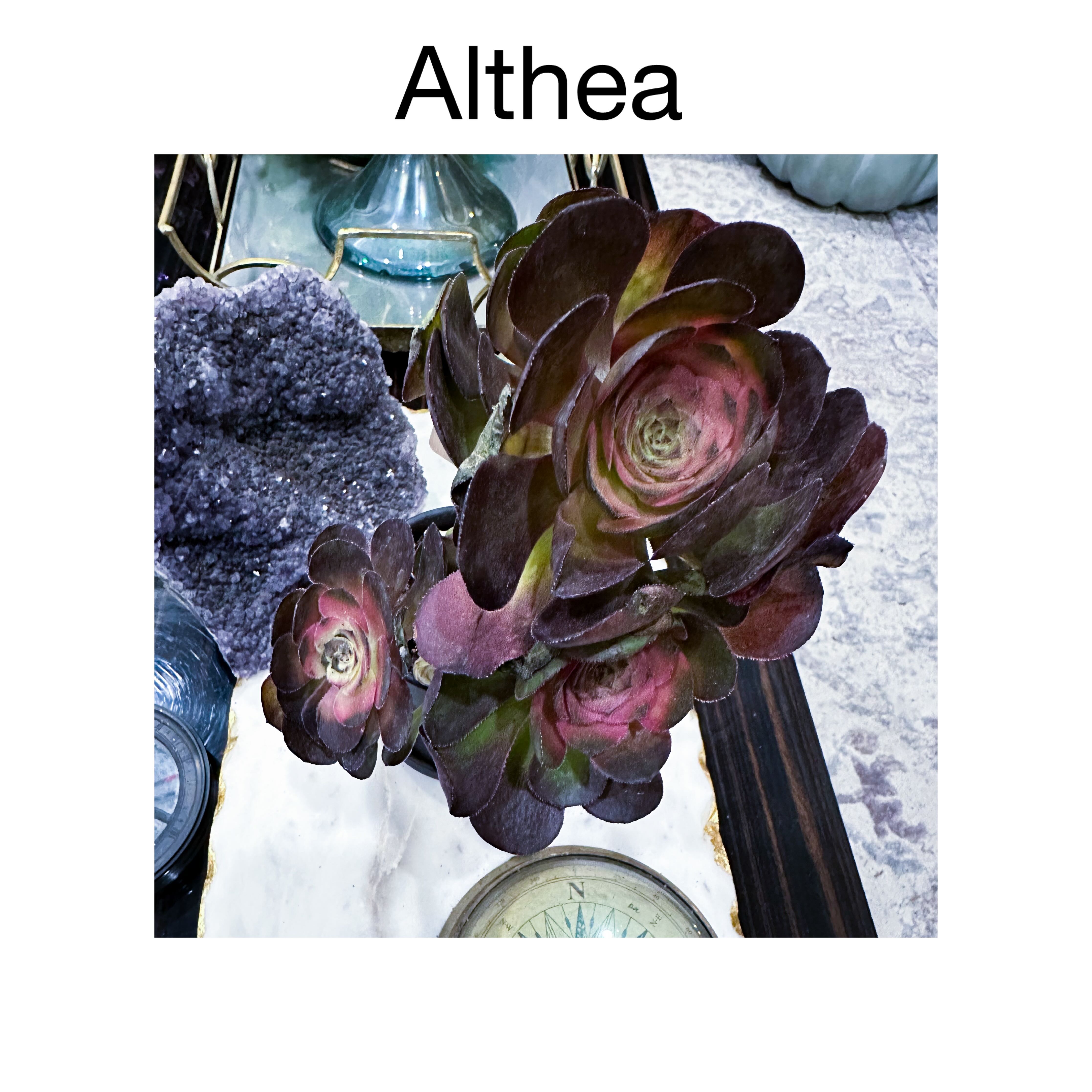 Photo of the plant species 'Halloween Pink variagata' by @AnthuriumQueen named Aeonium - Althea on Greg, the plant care app