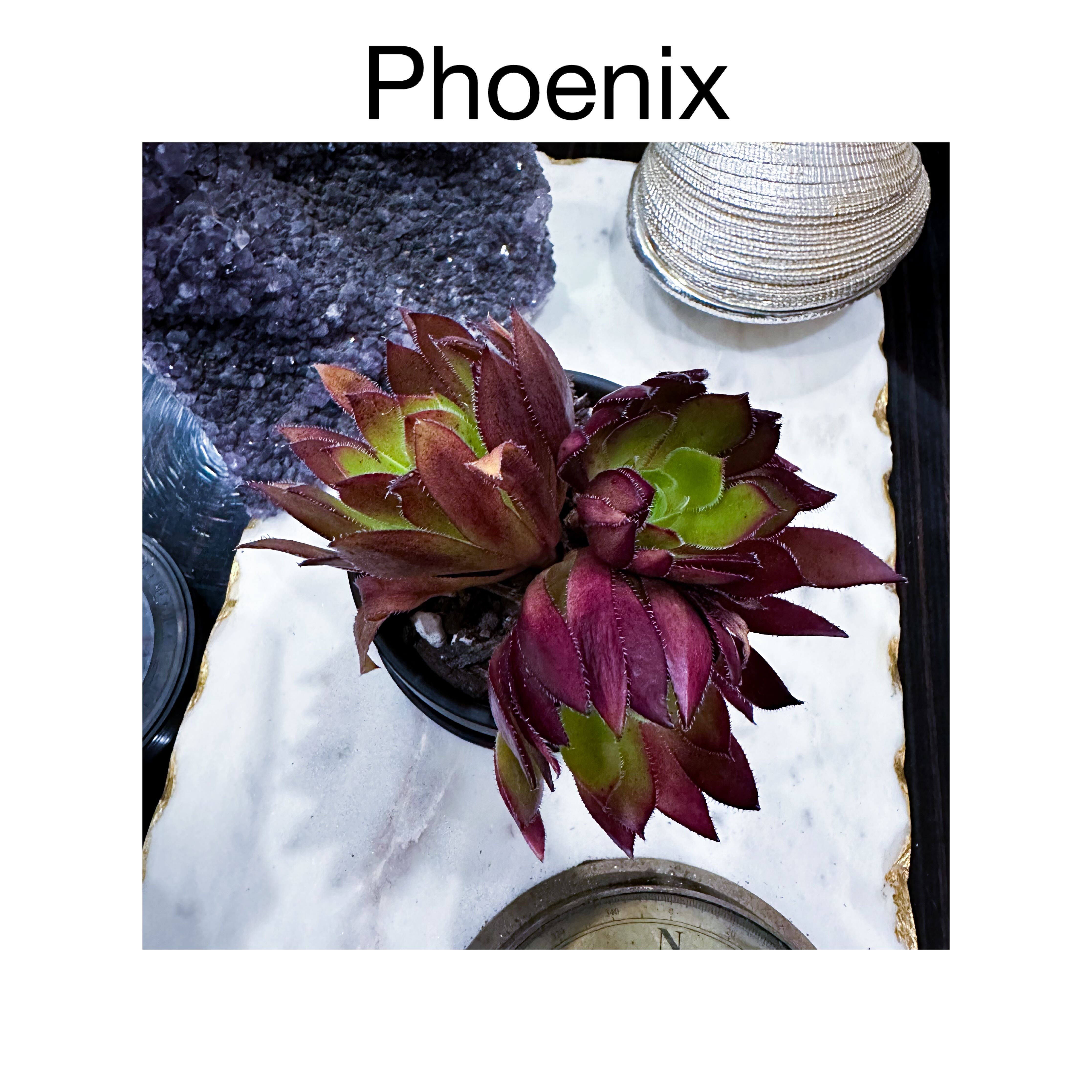Photo of the plant species Phoenix Flame Aeonium by @AnthuriumQueen named Aeonium Variegata - Phoenix on Greg, the plant care app