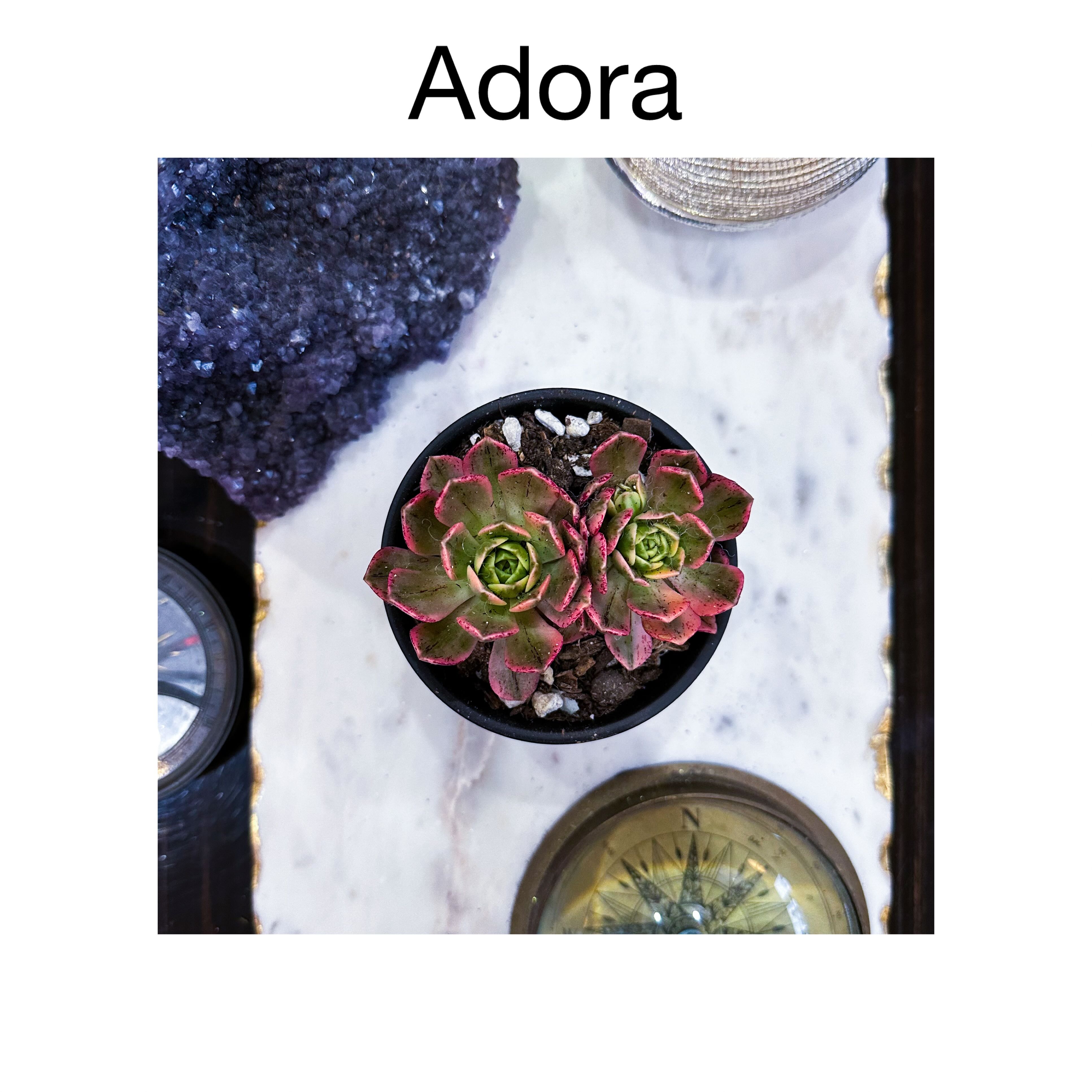 Photo of the plant species Aeonium Medusa by @AnthuriumQueen named Aeonium - Adora on Greg, the plant care app