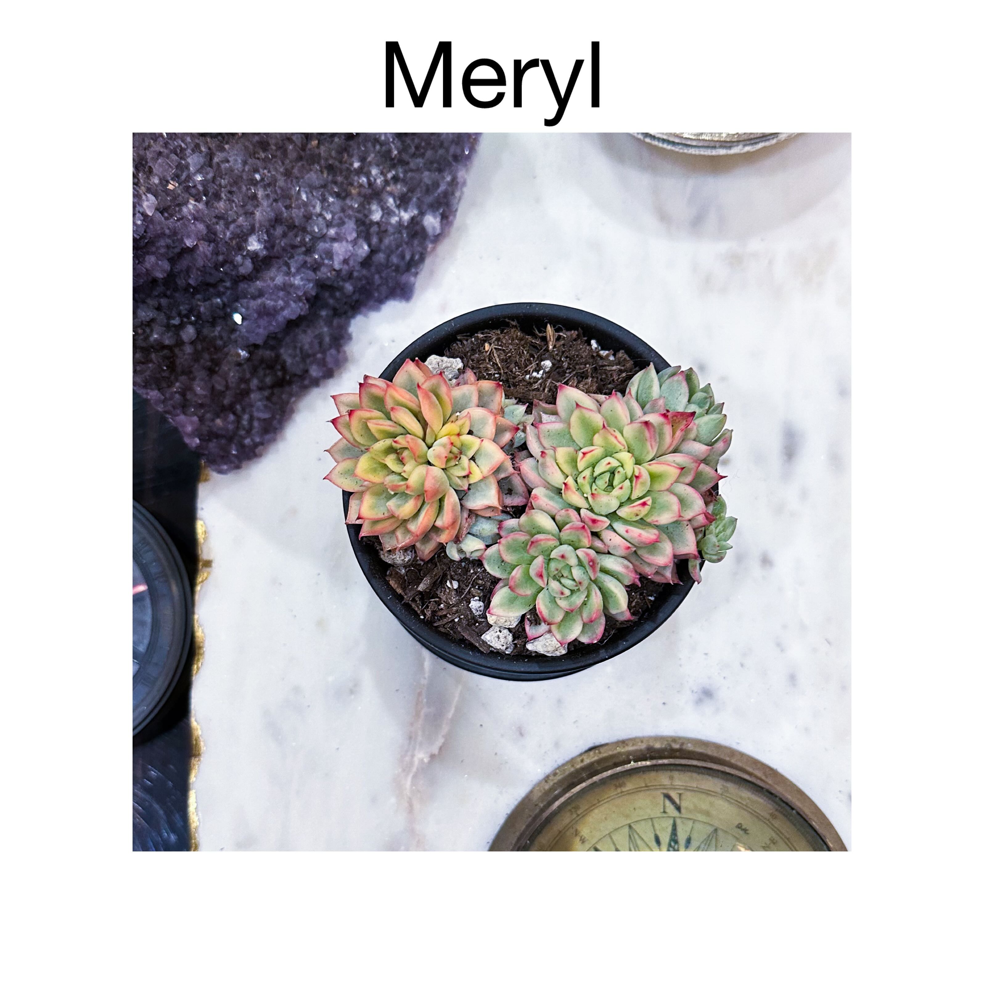 Photo of the plant species Medina Echeveria by @AnthuriumQueen named Echeveria - Meryl on Greg, the plant care app