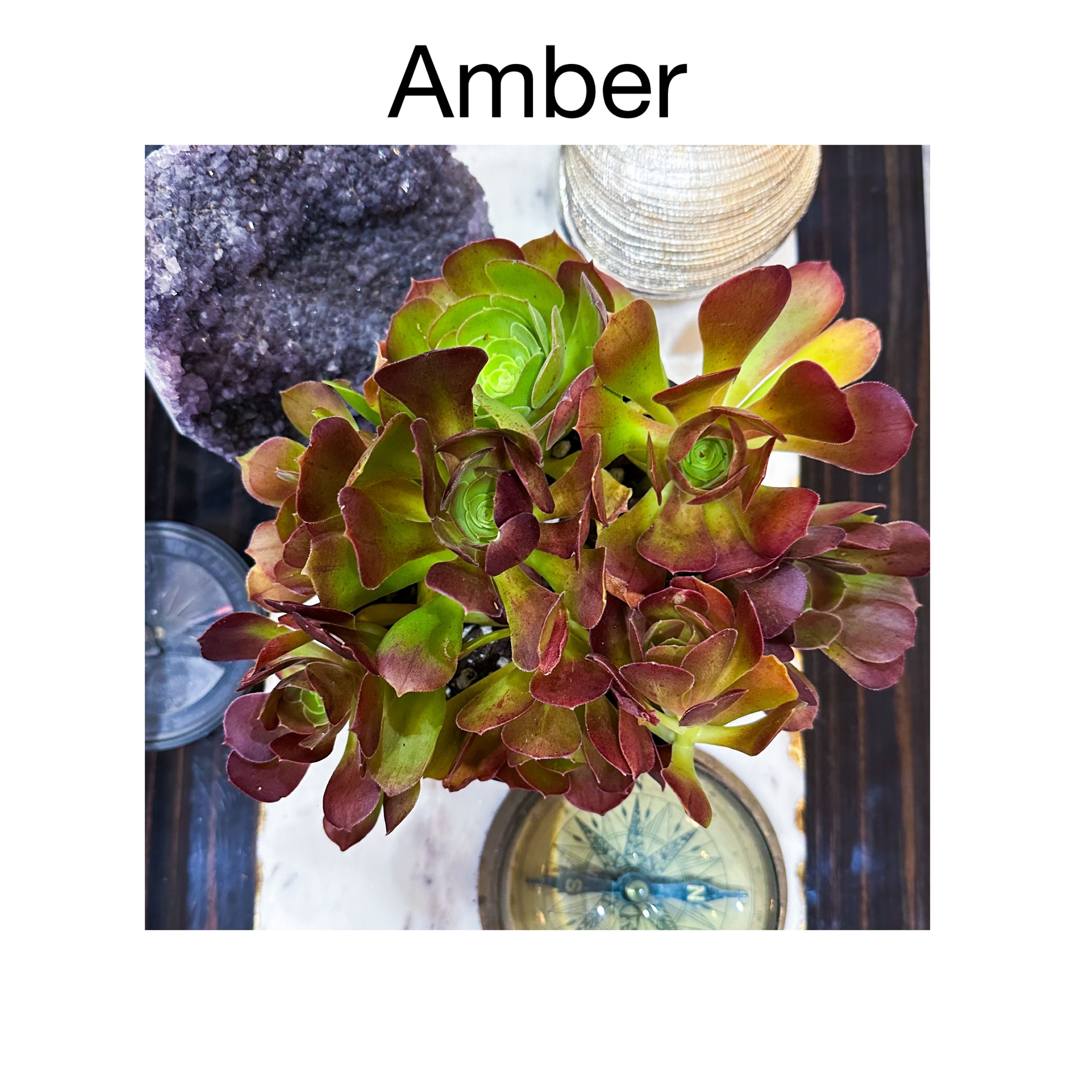 Photo of the plant species Aeonium 'Blushing Beauty' by @AnthuriumQueen named Aeonium - Amber on Greg, the plant care app