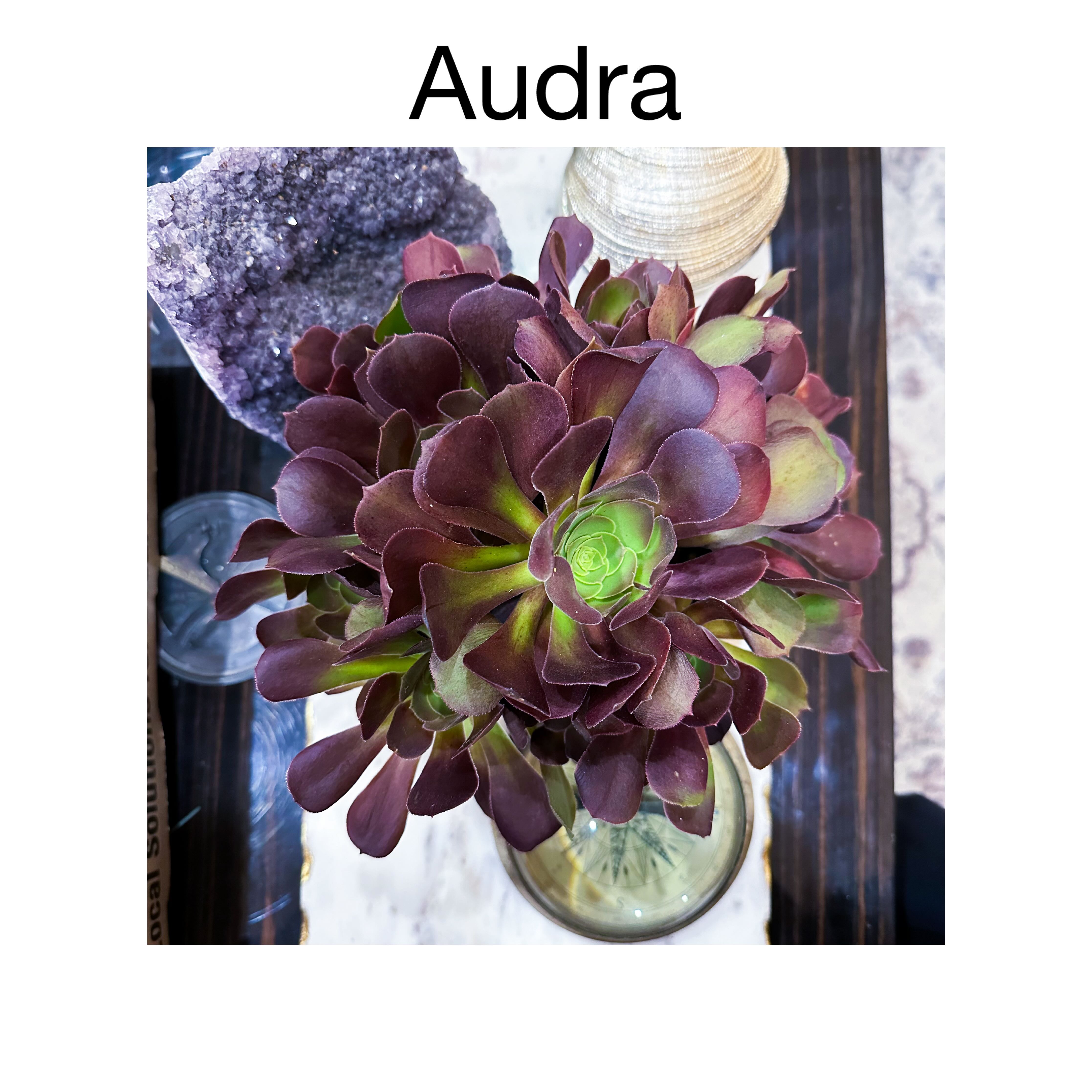 Photo of the plant species Giant Red Aeonium by @AnthuriumQueen named Aeonium Cyclops - Audra on Greg, the plant care app
