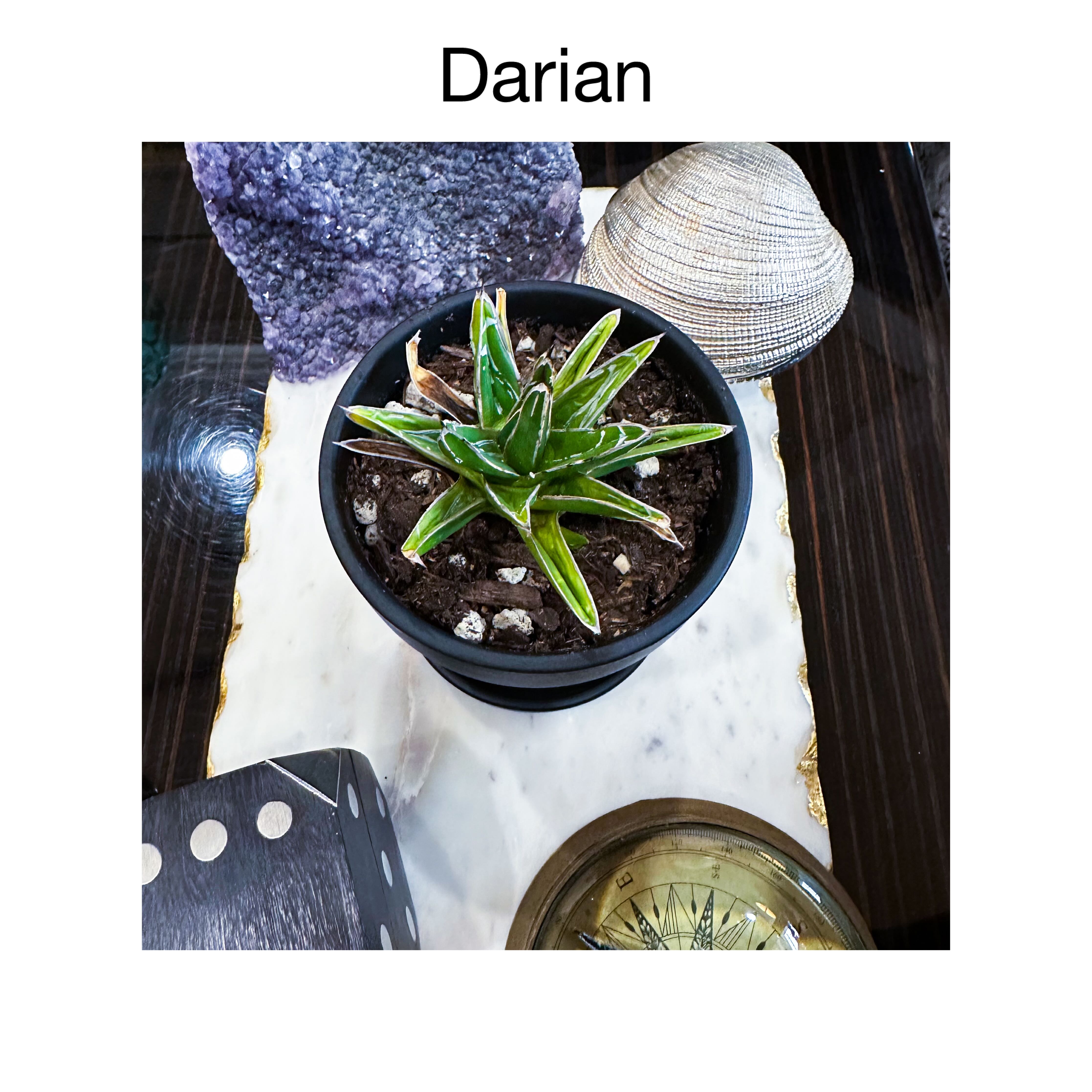 Photo of the plant species Variegated Agave Victoria Reginae by @AnthuriumQueen named Agave Variagata - Darian on Greg, the plant care app