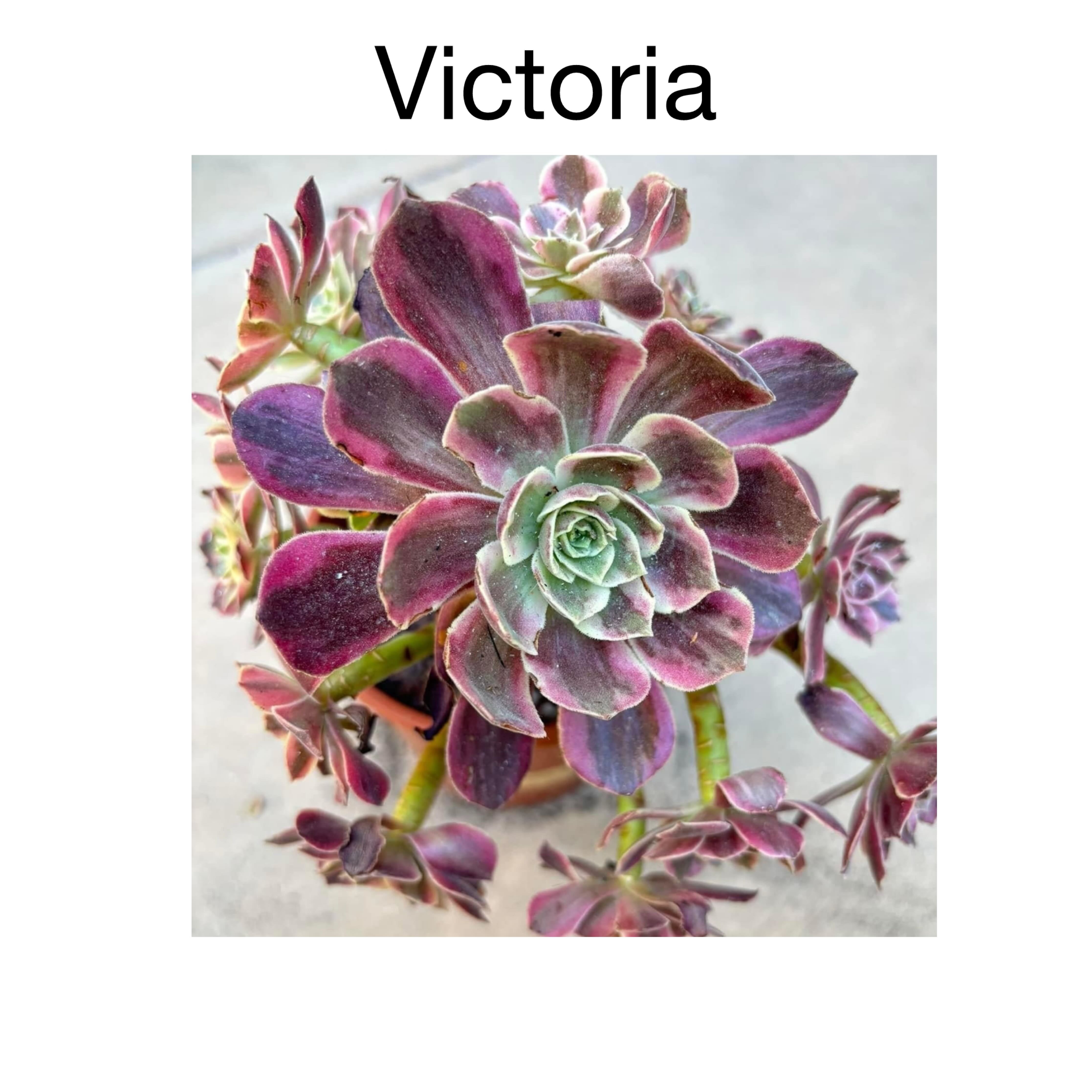 Plant care for Aeonium 'Sunburst Cristatum Album' on Greg, the plant care app