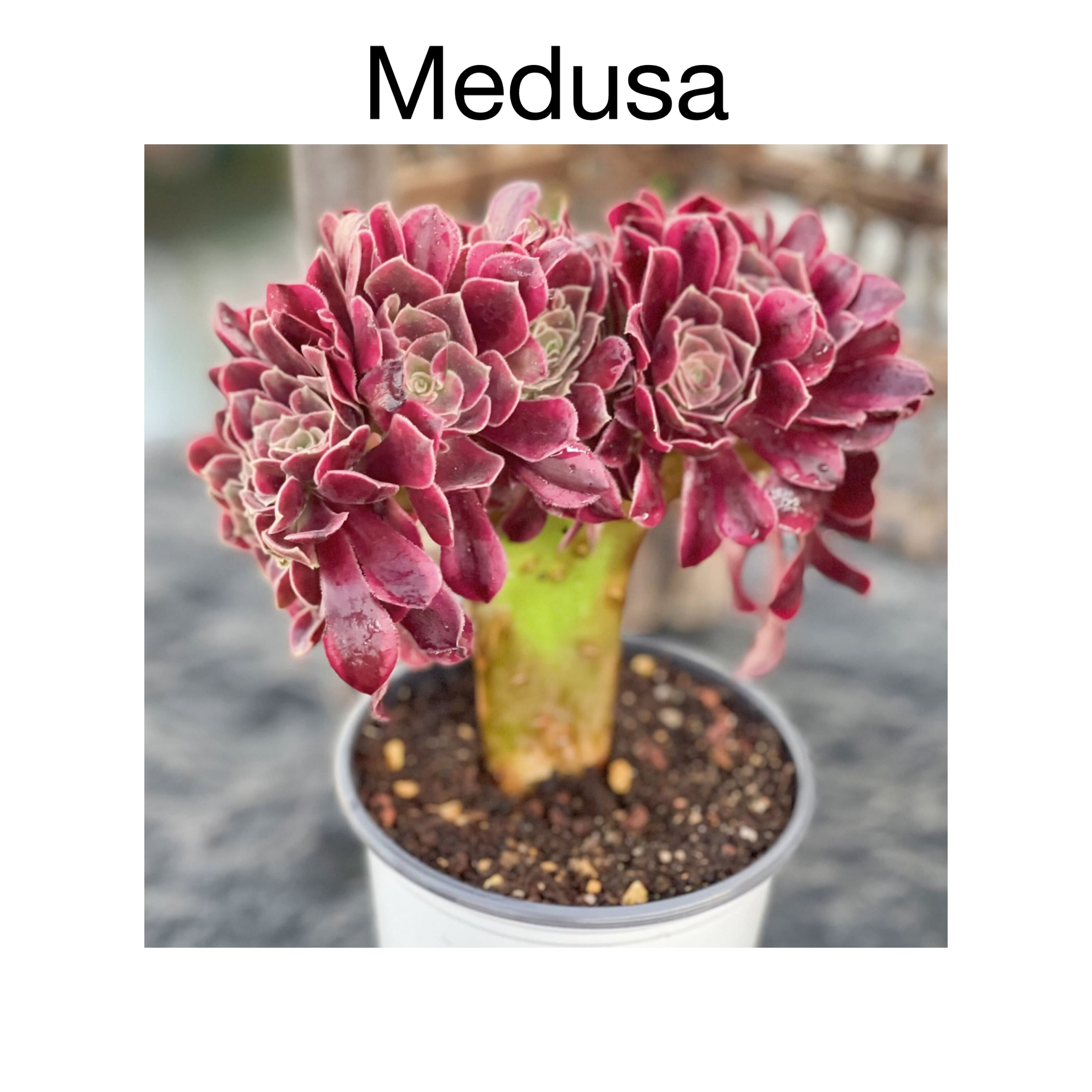 Photo of the plant species Crested Aeonium 'Medusa' by @AnthuriumQueen named Aeonium Medusa - Medusa on Greg, the plant care app