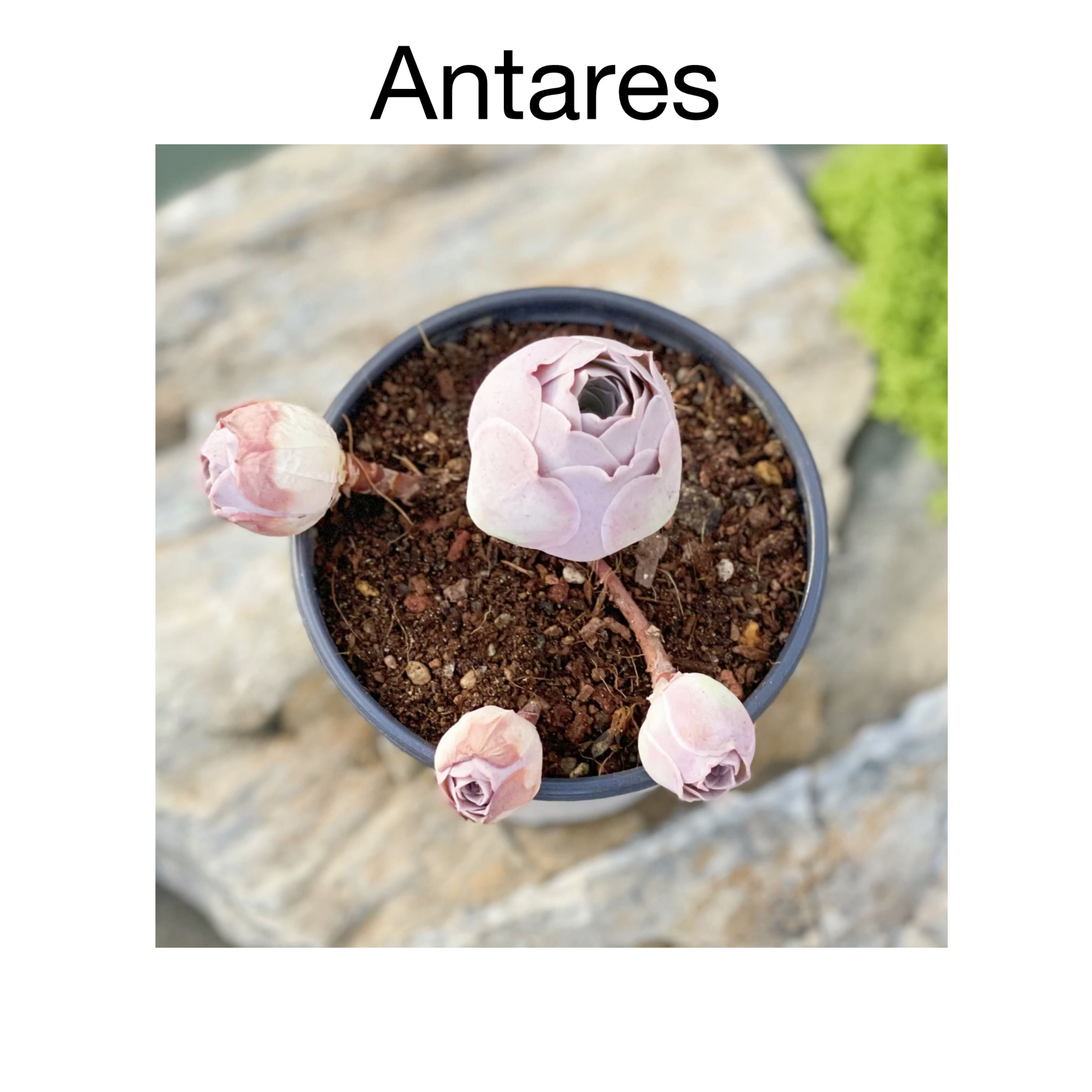 Photo of the plant species Pink El Hierro by @AnthuriumQueen named Aeonium  Pink Mountain Rose - Antares on Greg, the plant care app