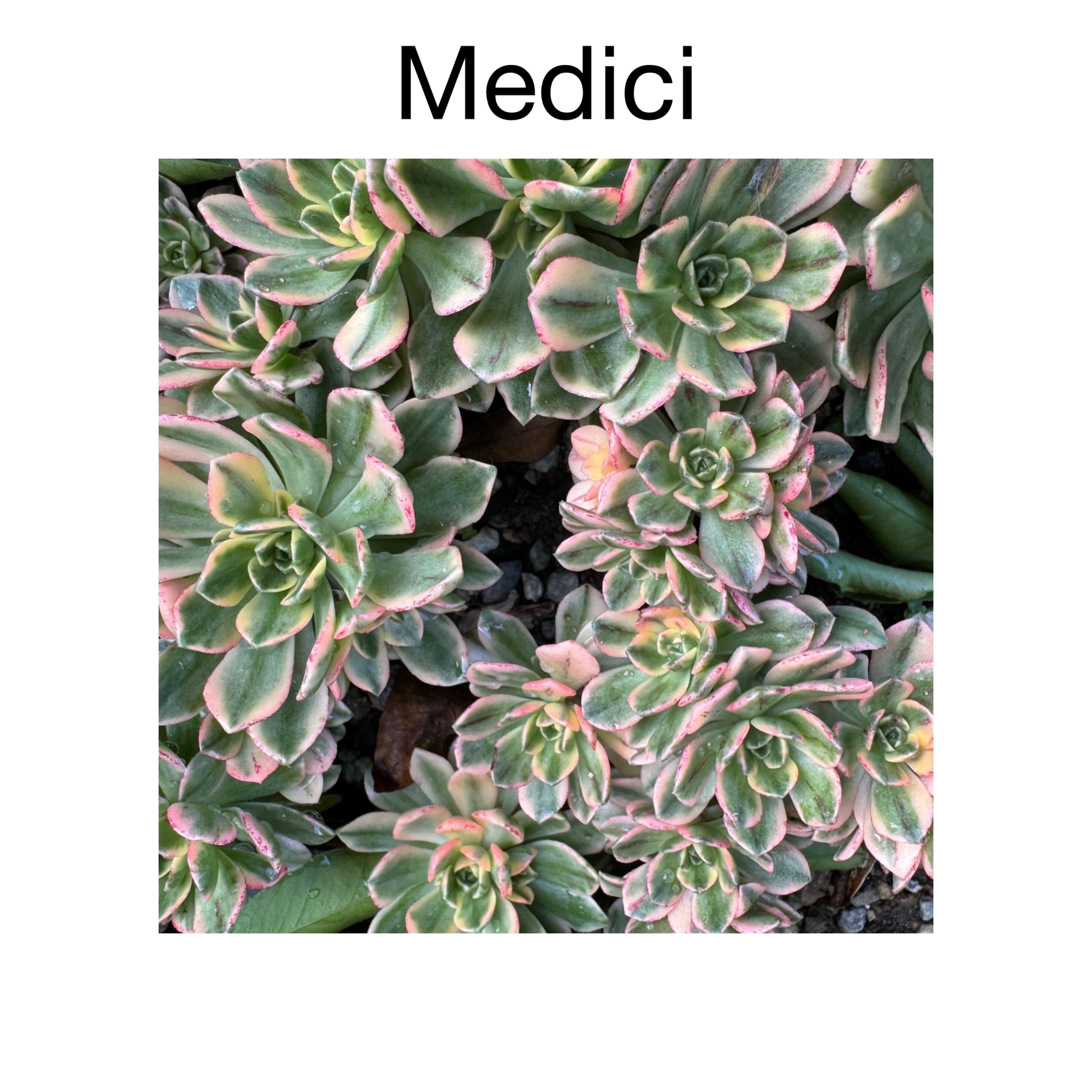 Photo of the plant species Aeonium Bronze Medal Variegata by @AnthuriumQueen named Aeonium - Medici on Greg, the plant care app