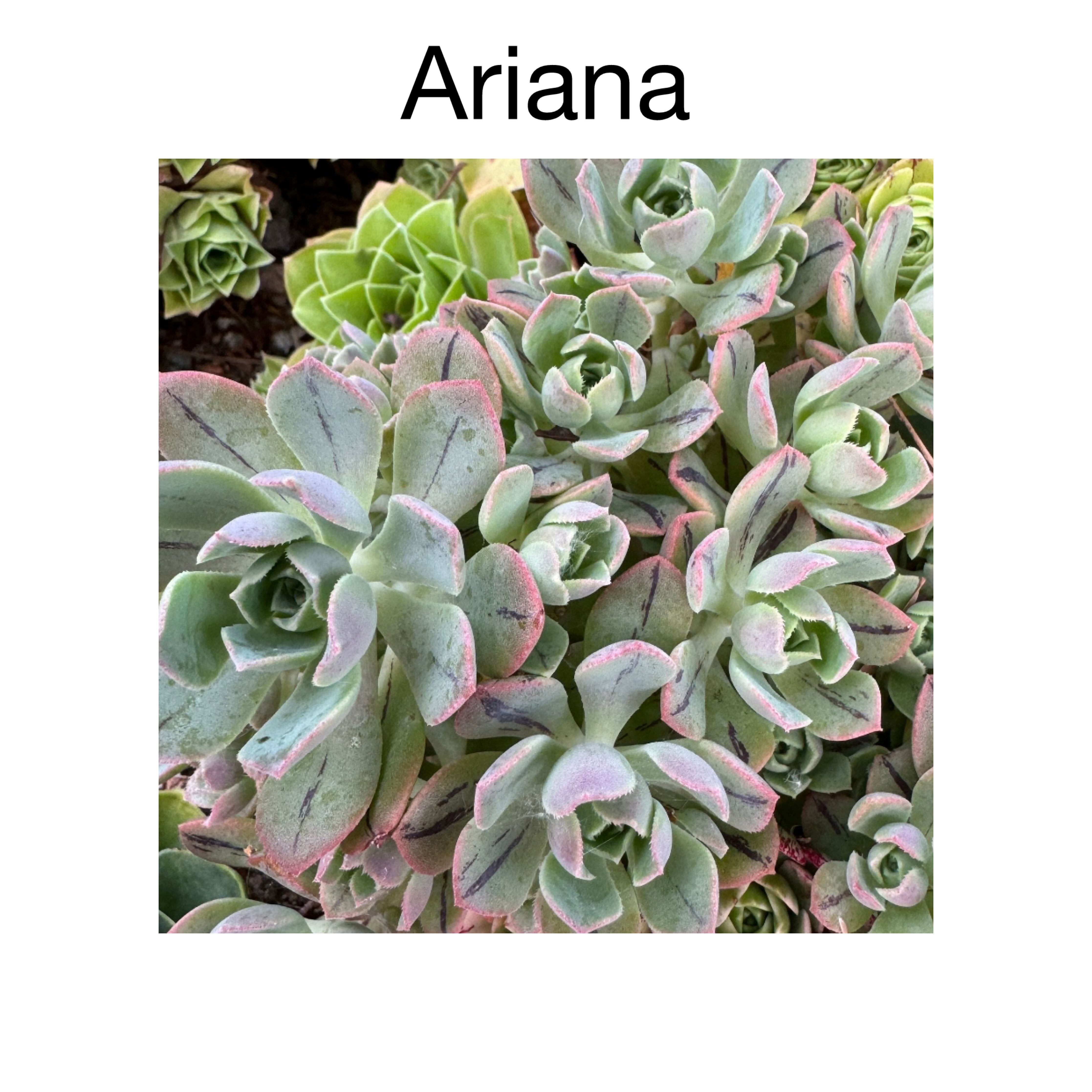 Photo of the plant species Aeonium Castello Paivae Variegata Sarae by @AnthuriumQueen named Aeonium - Ariana on Greg, the plant care app