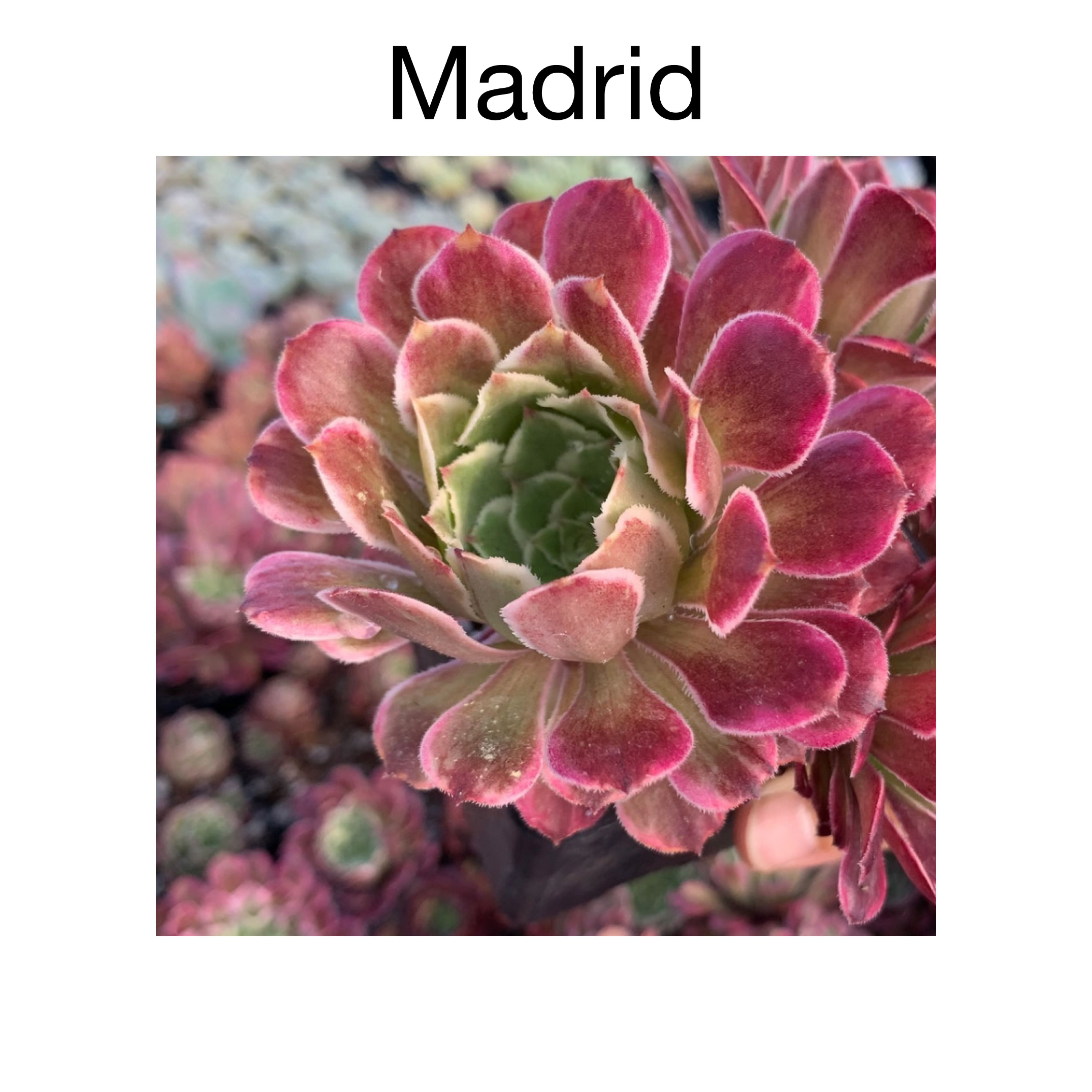 Photo of the plant species Aeonium Variegata 'Madrid' by @AnthuriumQueen named Aeonium - Madrid on Greg, the plant care app