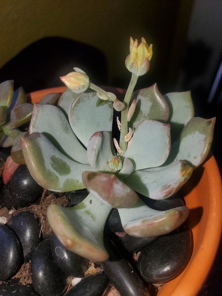 Photo of the plant species Echeveria Moonglow by Moonstone named AA-Graptoveria 'Moonglow' on Greg, the plant care app
