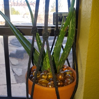 Aloe Vera plant in El Paso, Texas