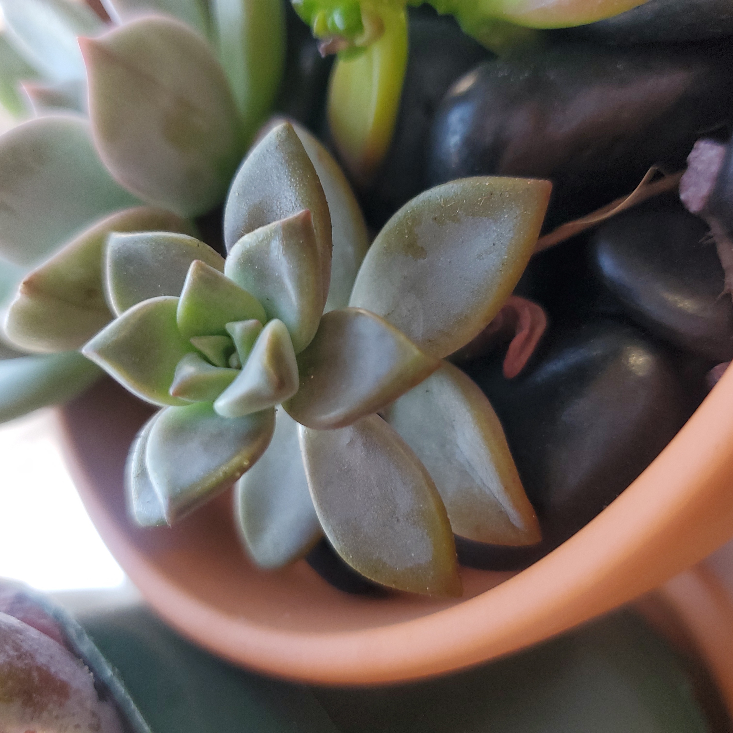 Close-up of a healthy Graptosedum 'Bronze' succulent in a pot.