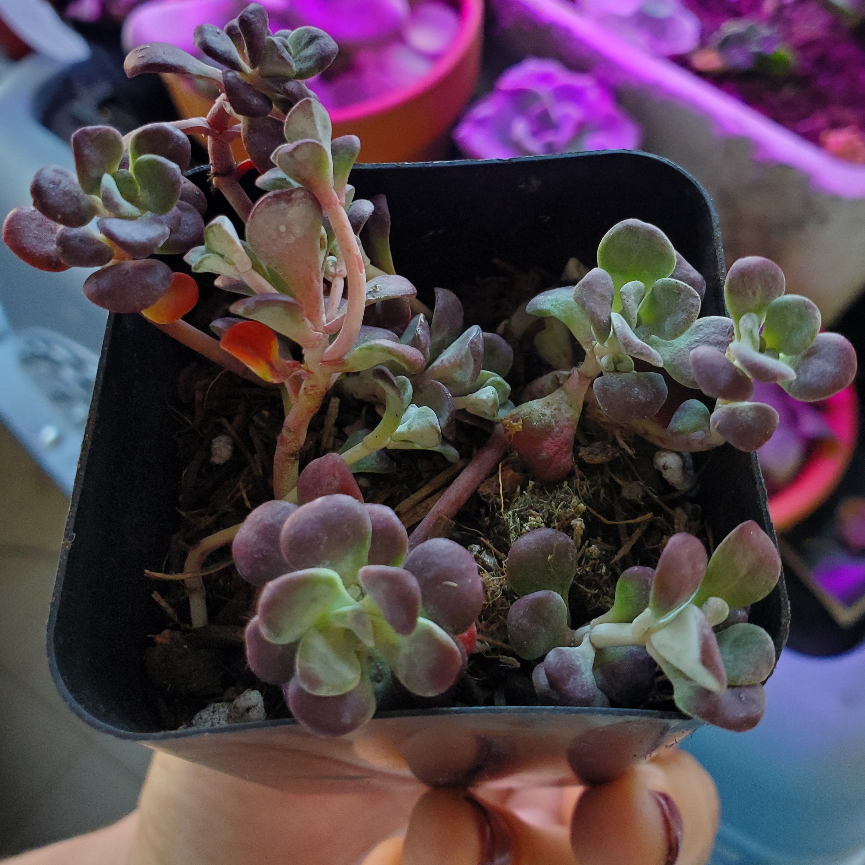 Purdy's Stonecrop plant in a black pot with visible soil and healthy leaves.