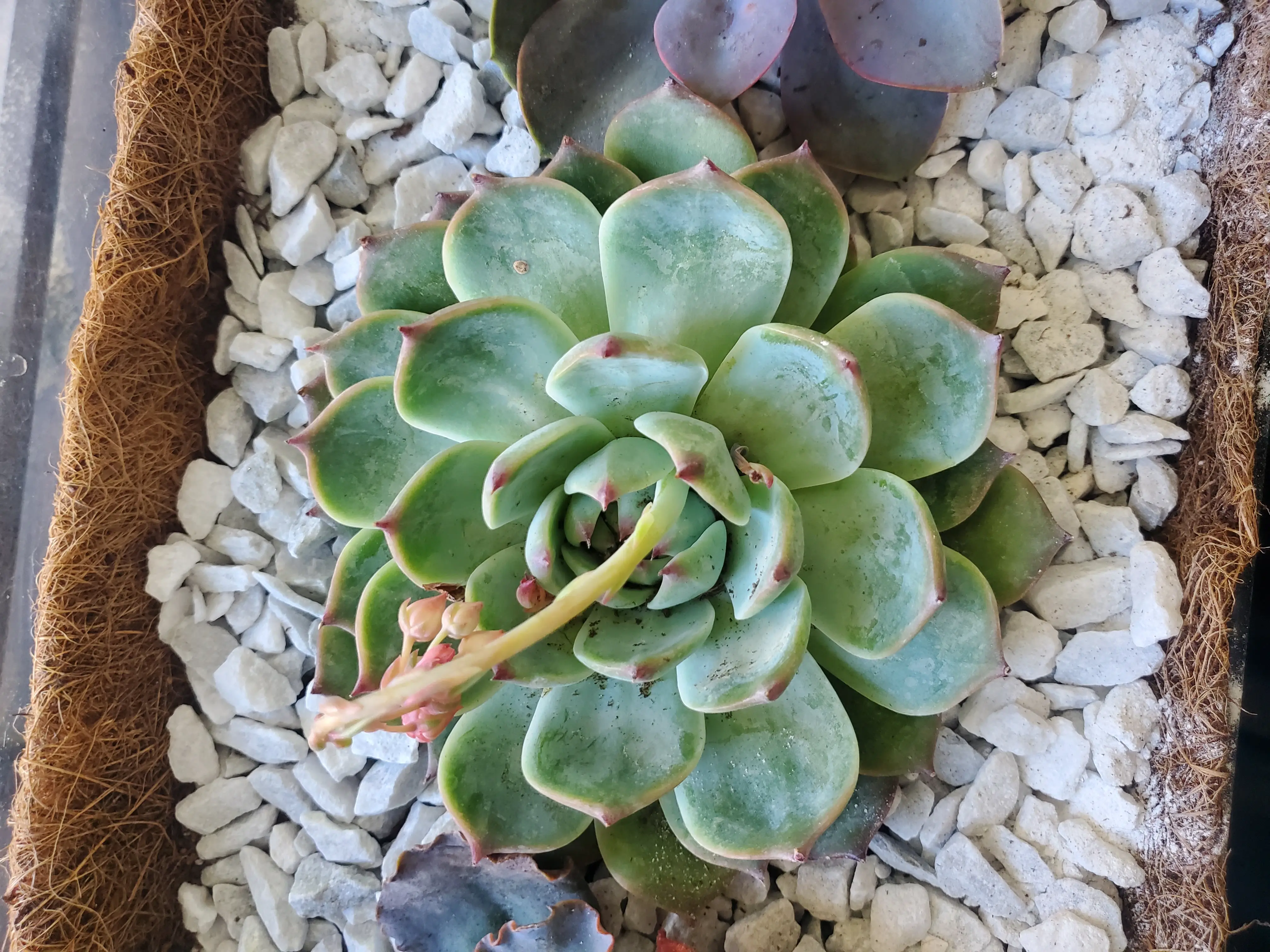 Echeveria 'Tippy' succulent with slight browning on leaf tips in a container with white stones.