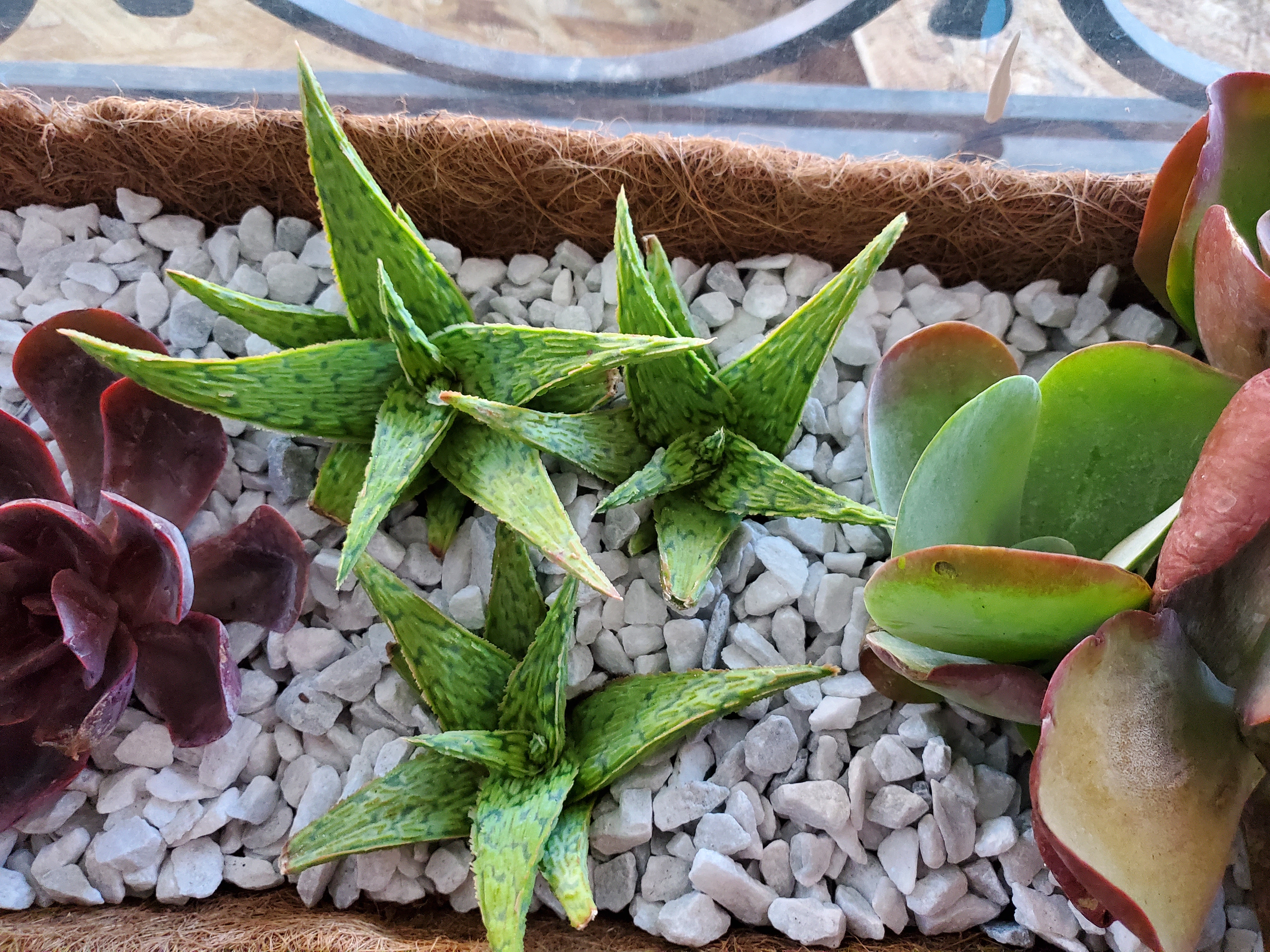 Photo of the plant species Aloe 'Key Lime' by @moonstone named AE-Star Aloe Key Lime on Greg, the plant care app