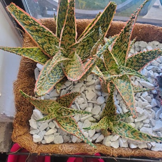 Aloe vera plant in El Paso, Texas