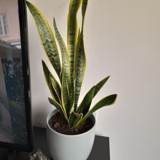 Snake Plant plant in Standish Lower Ground, England