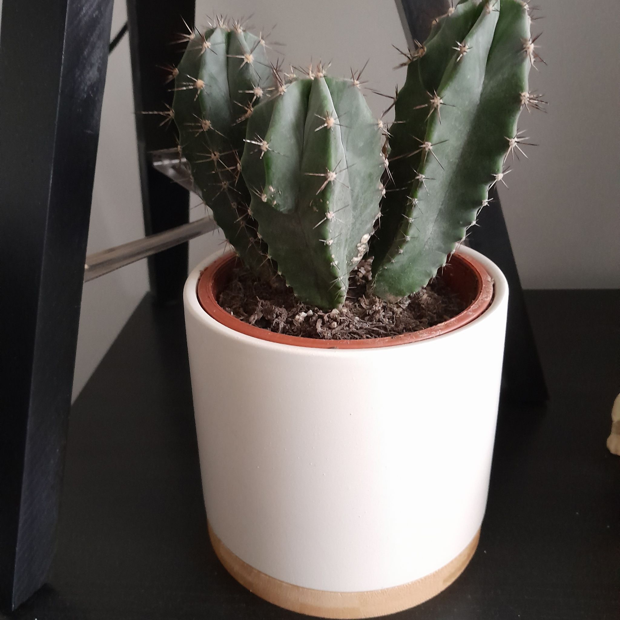 A healthy cactus plant in a white pot with visible soil.