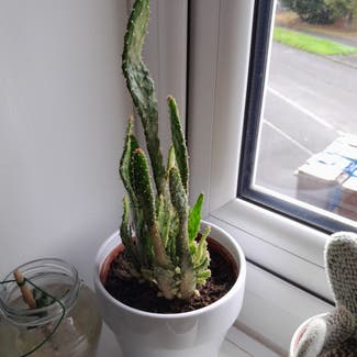 Eve's Needle Cactus plant in Standish Lower Ground, England