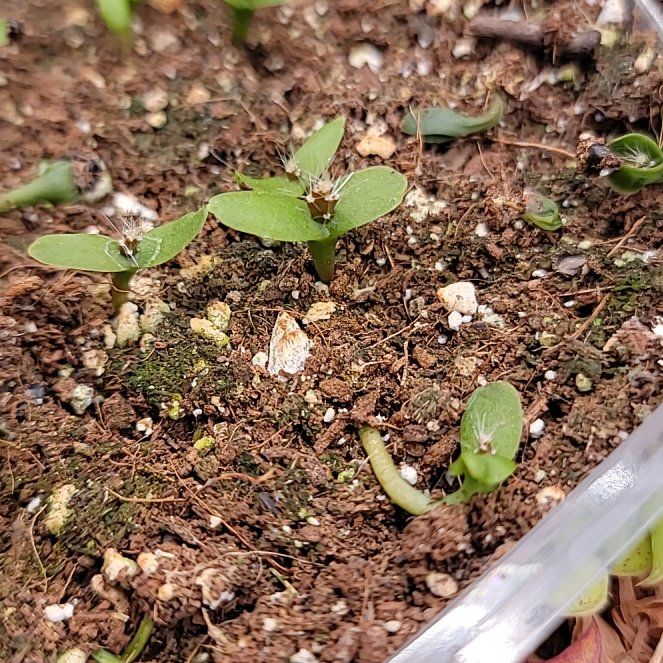 Photo of the plant species Ecuador Yellow Dragon Fruit by @lxryn named Tree Diddy on Greg, the plant care app
