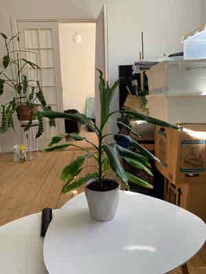 Cornstalk Dracaena plant photo by @TubularSedum named Bertram on Greg, the plant care app.